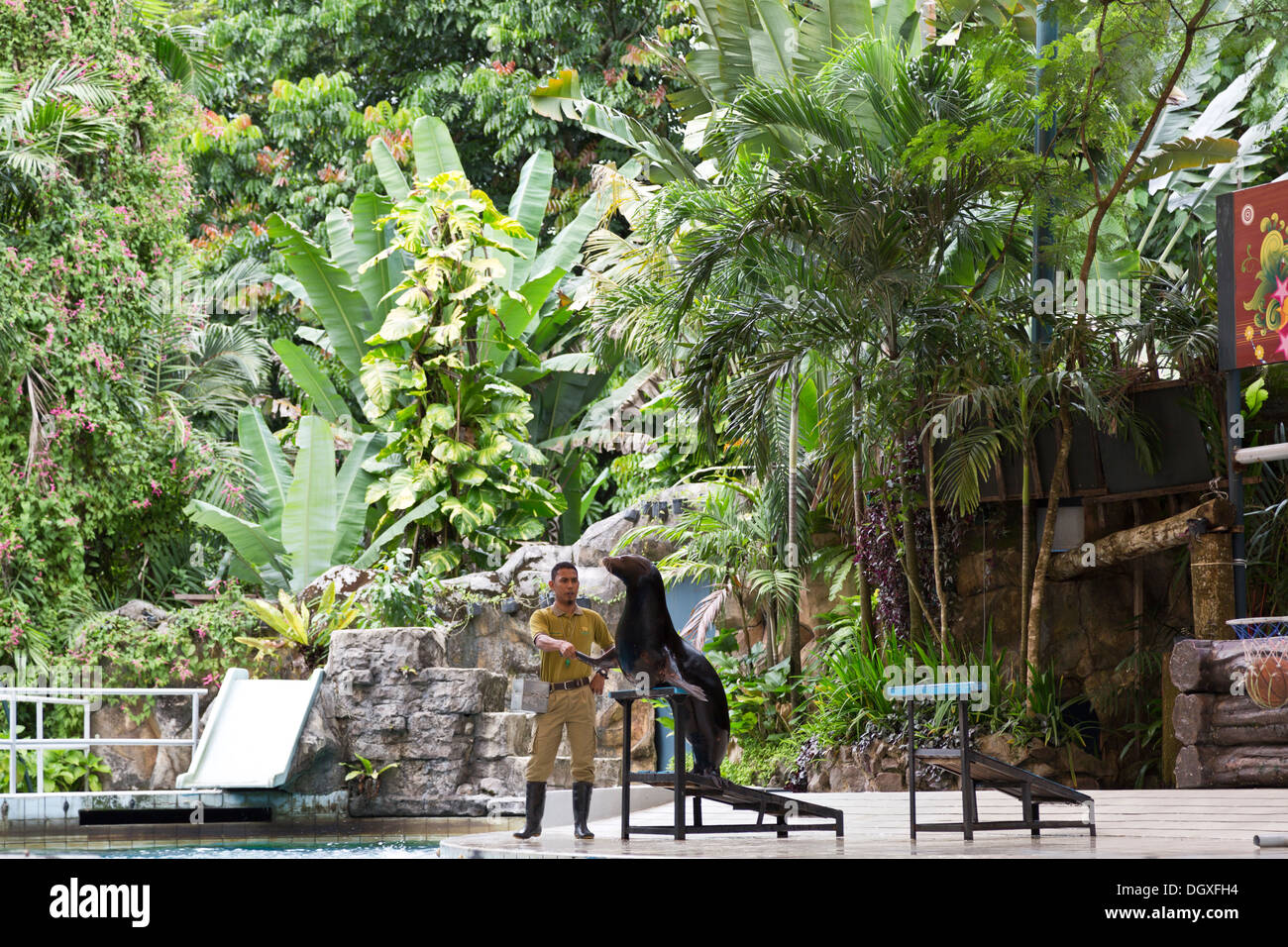 Il Trainer e il Sea Lion esegue durante una mostra a Zoo Negara, lo Zoo Nazionale della Malesia Foto Stock
