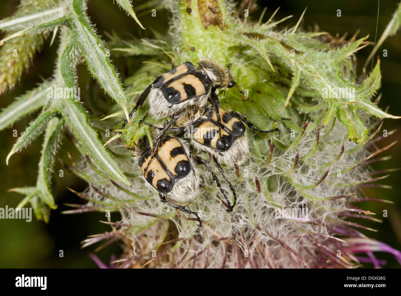 Bee Beetle / Bee Chafers, Trichius fasciatus alimentazione su lanosi Thistle. Rari NEL REGNO UNITO. Foto Stock