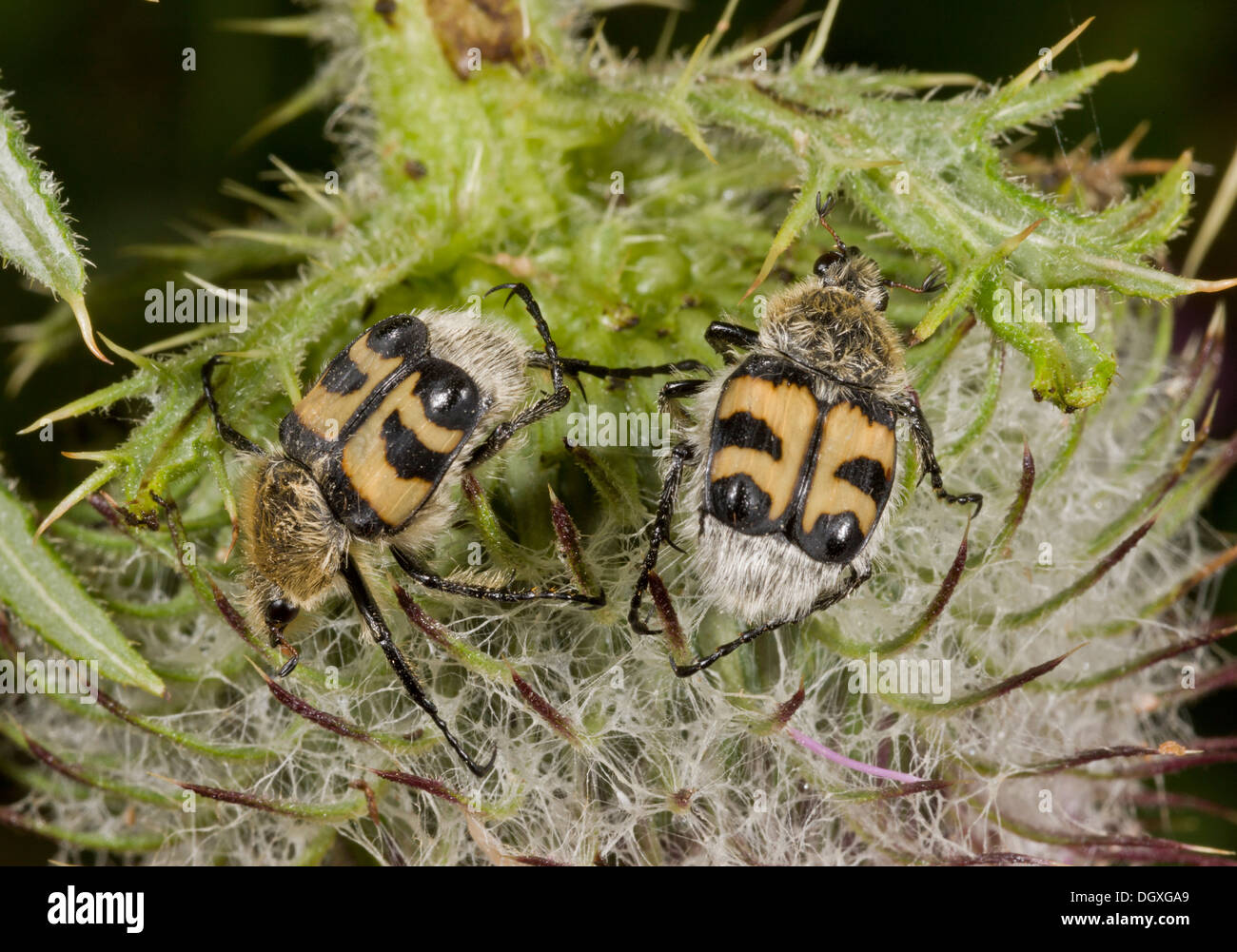 Bee Beetle / Bee Chafers, Trichius fasciatus alimentazione su lanosi Thistle. Rari NEL REGNO UNITO. Foto Stock