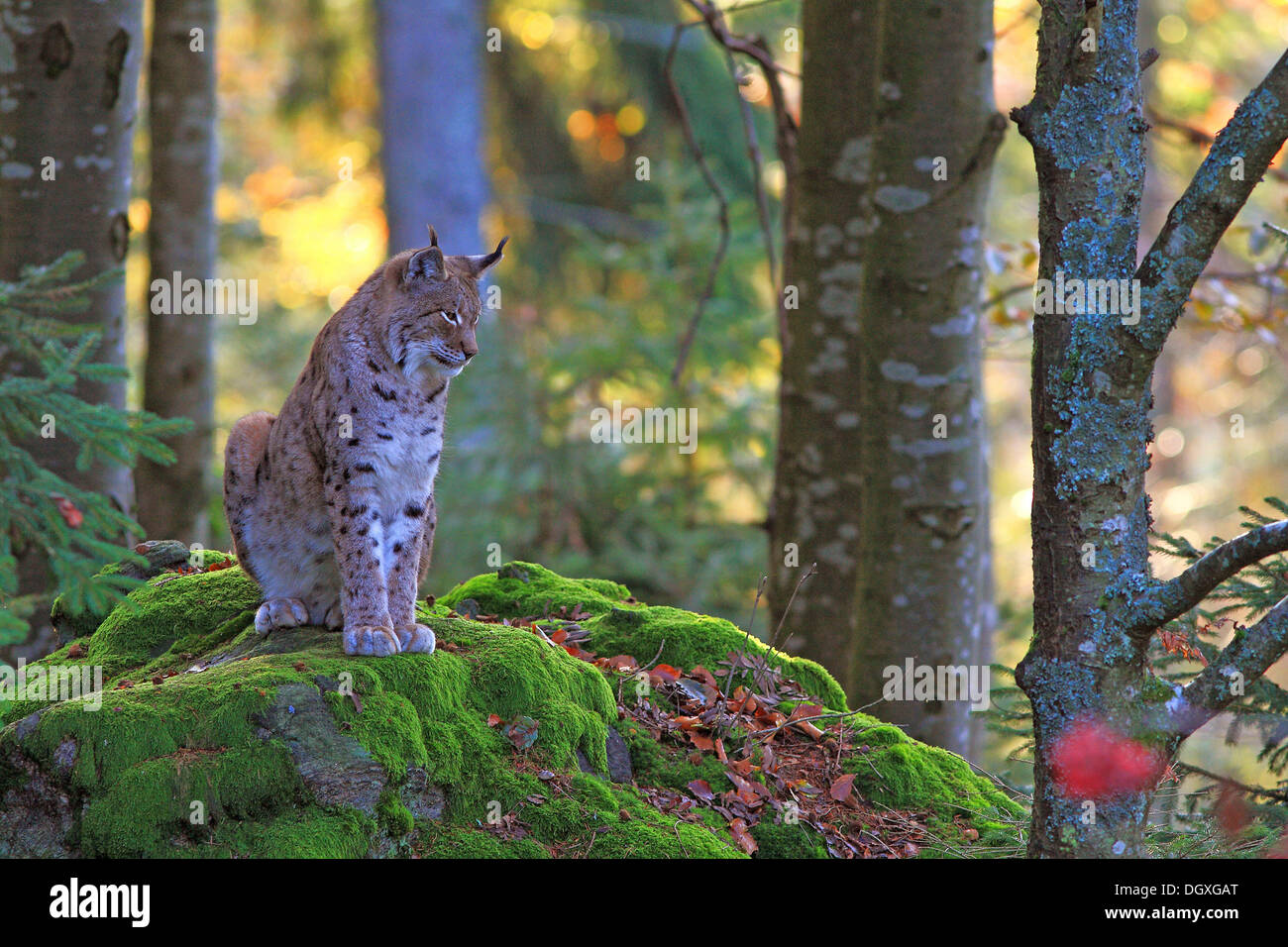 Eurasian Lynx o il nord (Lynx Lynx lynx) seduto su di una roccia, contenitore area, Parco Nazionale della Foresta Bavarese, Bavaria Foto Stock