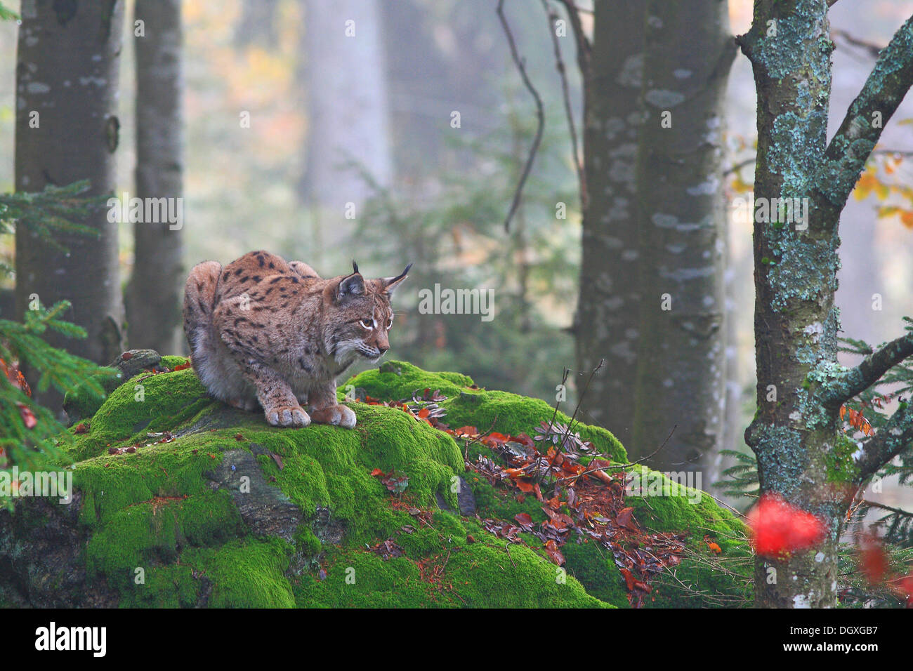 Eurasian Lynx o il nord (Lynx Lynx lynx) rannicchiato su una roccia, contenitore area, Parco Nazionale della Foresta Bavarese, Bavaria Foto Stock