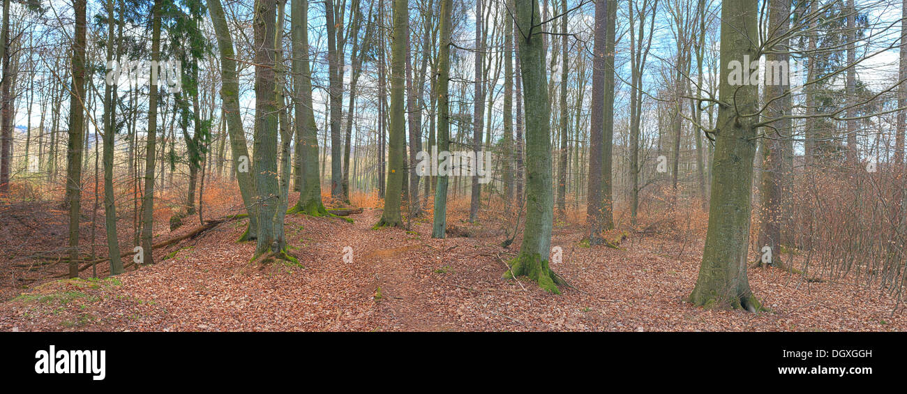 Vista panoramica, faggi e querce in primavera prima di foglie di germogliazione, Solms, Westerwald regione, Hesse Foto Stock