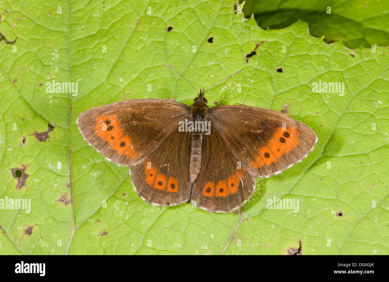 Grande Anello butterfly, Erebia euryale Foto Stock