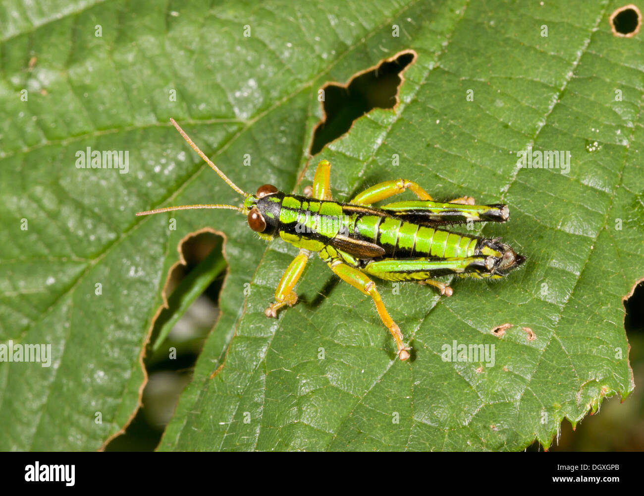 Maschio di montagna verde grasshopper, Miramella alpina. Auvergne. Foto Stock