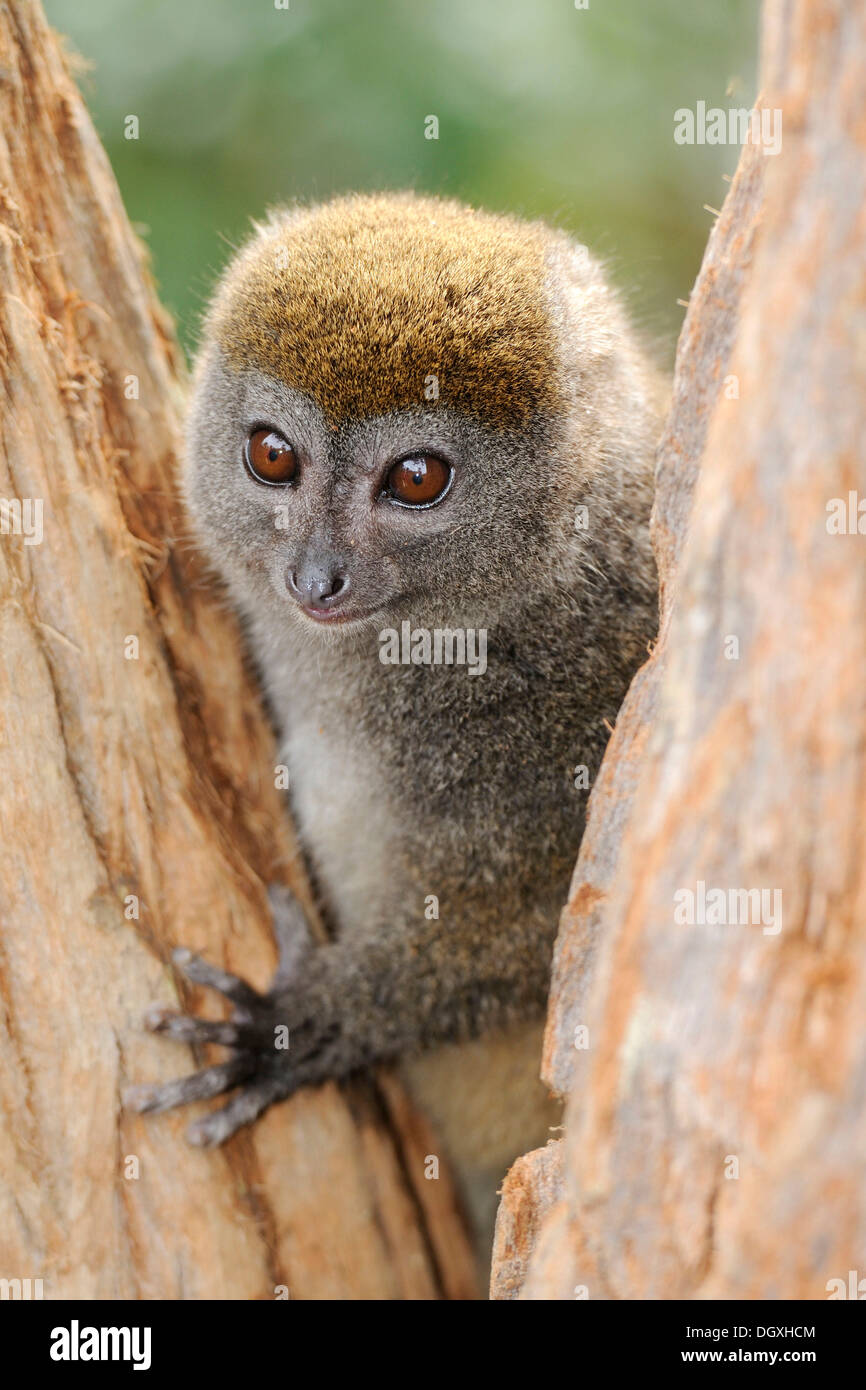 Minore orientale Bamboo Lemur (Hapalemur griseus), Madagascar, Africa Foto Stock