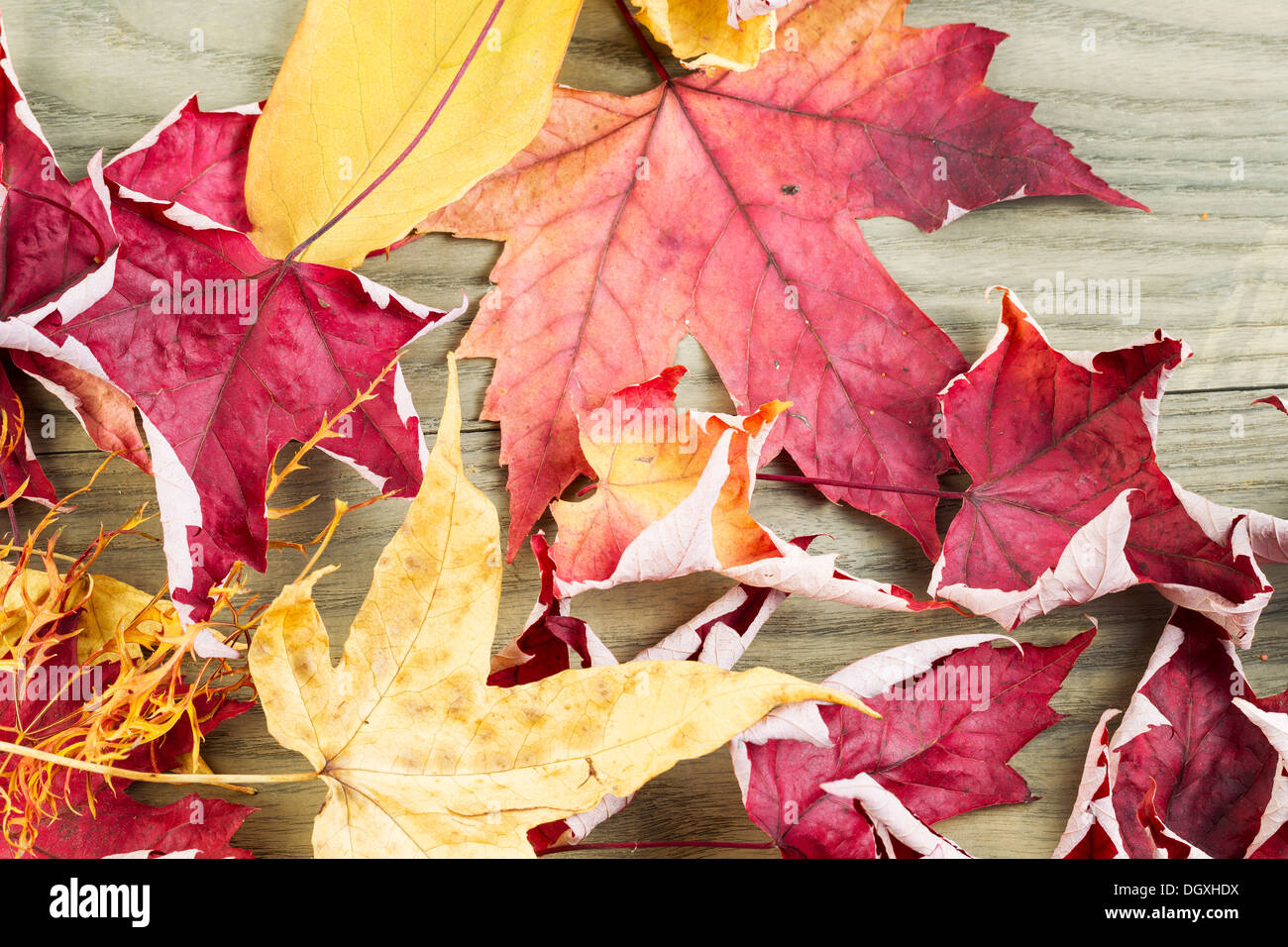 Foto orizzontale di morire le foglie di autunno sul bianco invecchiato in legno di cenere Foto Stock