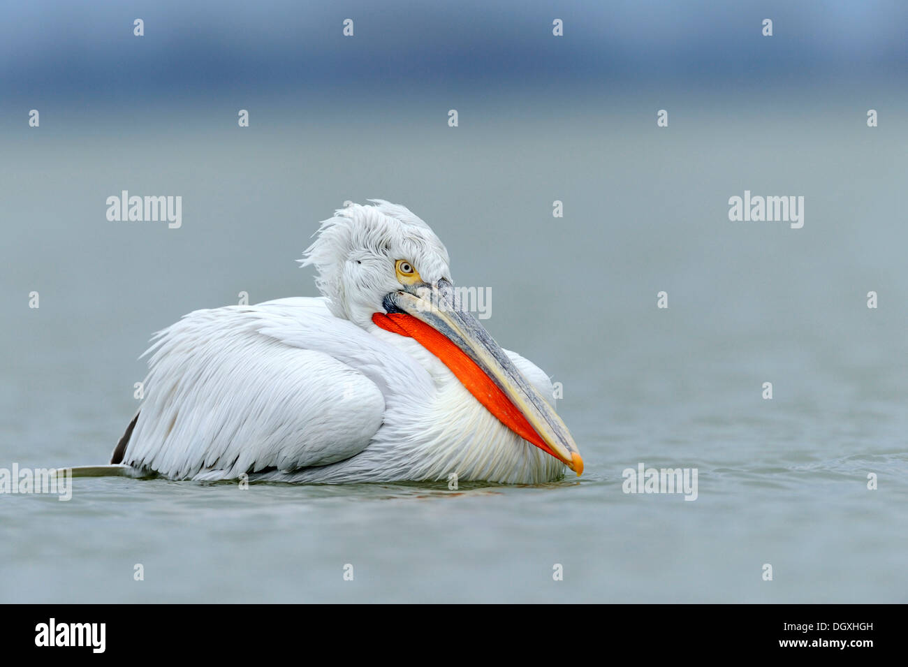 Pellicano dalmata (Pelecanus crispus), il lago di Kerkini, Grecia, Europa Foto Stock