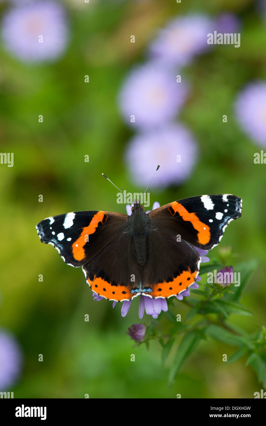 Red admiral (Vanessa Atalanta) - REGNO UNITO Foto Stock