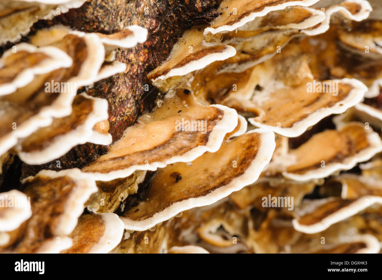 Tremore merulius (Merulius tremellosus, Phlebia tremellosa), una staffa gelatinoso fungo trovato su legno marcescente Foto Stock