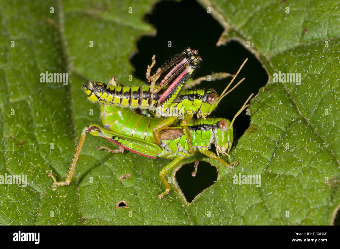 Montagna Verde grasshopper, Miramella alpina - coniugata coppia. Auvergne. Foto Stock