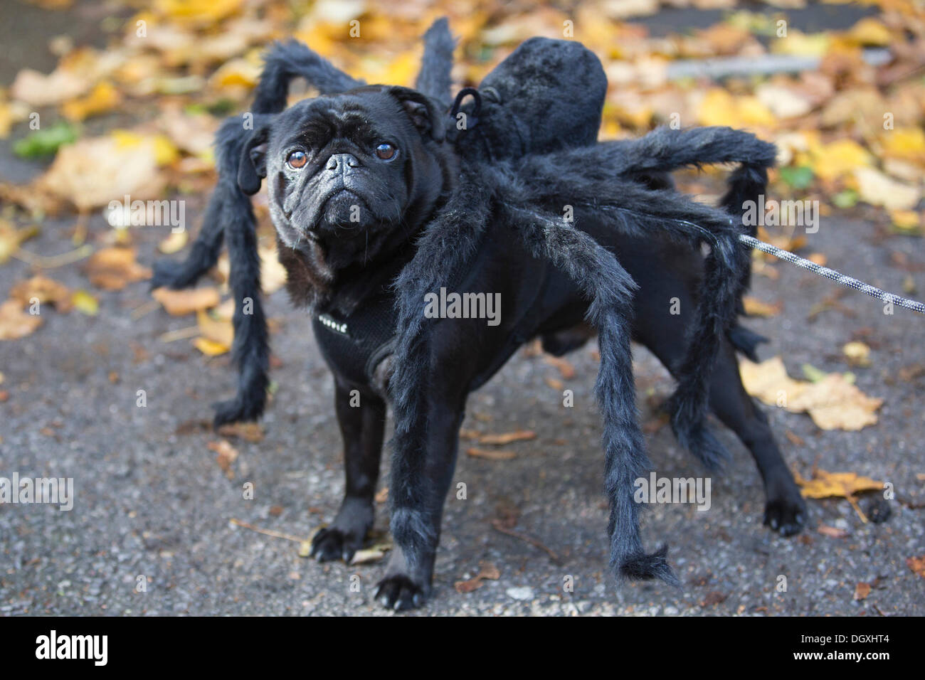 Londra, Regno Unito. Il 27 ottobre 2013. Immagine: Pug 'Odin', 5 anni.  Decine di cani travestiti dai loro proprietari in un Halloween-tema ha  preso parte al terzo 'Spooky Halloween cani a piedi\