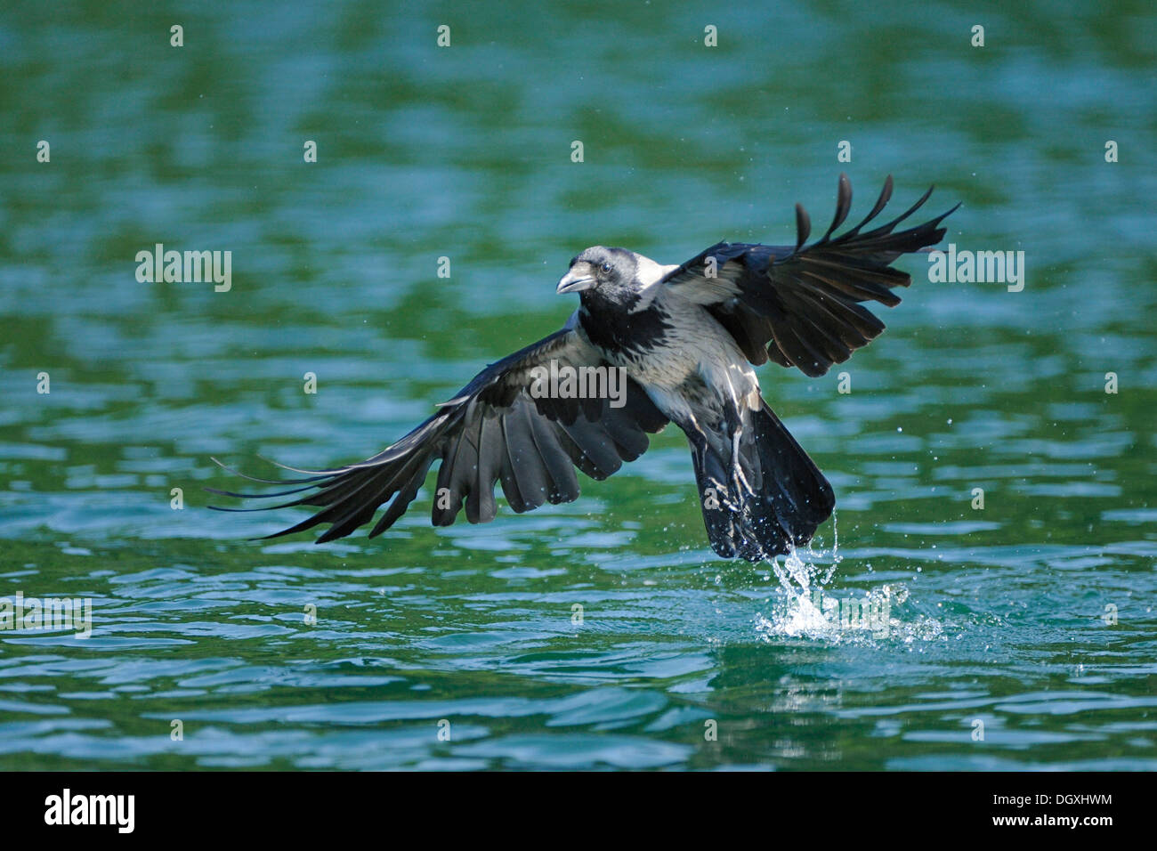 Cornacchia Mantellata (Corvus corone cornix), pesca in lago, Schmaler Luzin lago, Feldberg, Meclemburgo-Pomerania Occidentale Foto Stock