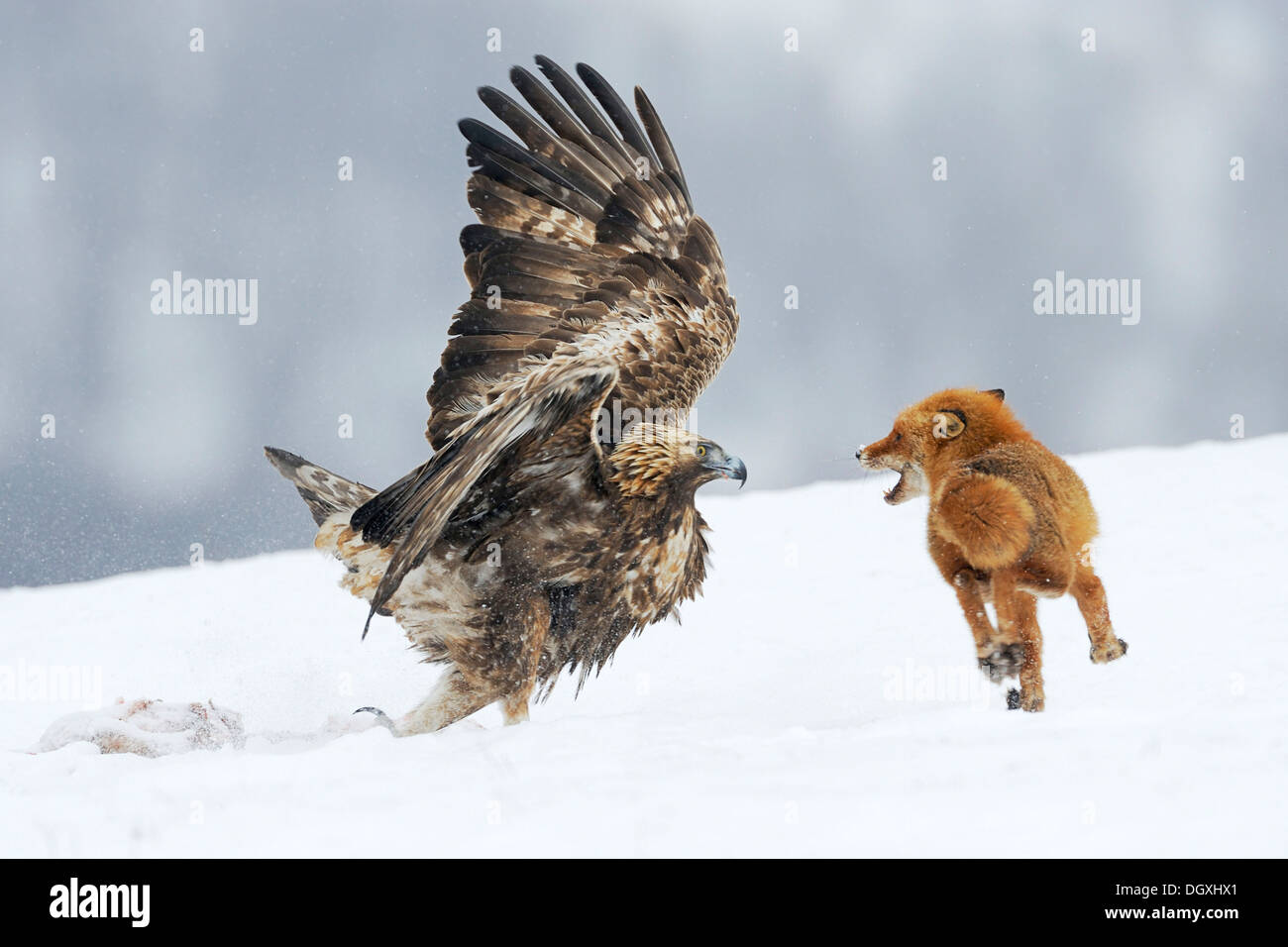 Aquila reale (Aquila chrysaetos) combattere con una volpe rossa (Vulpes vulpes vulpes) su una carcassa, Sinite Kamani Natura Park, Bulgaria Foto Stock