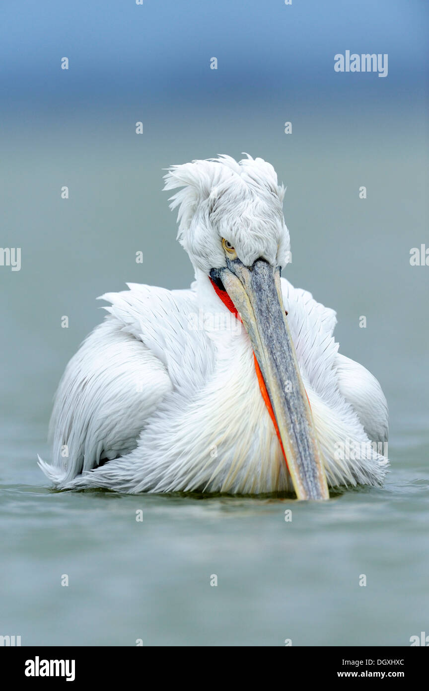 Pellicano dalmata (Pelecanus crispus), il lago di Kerkini, Grecia, Europa Foto Stock