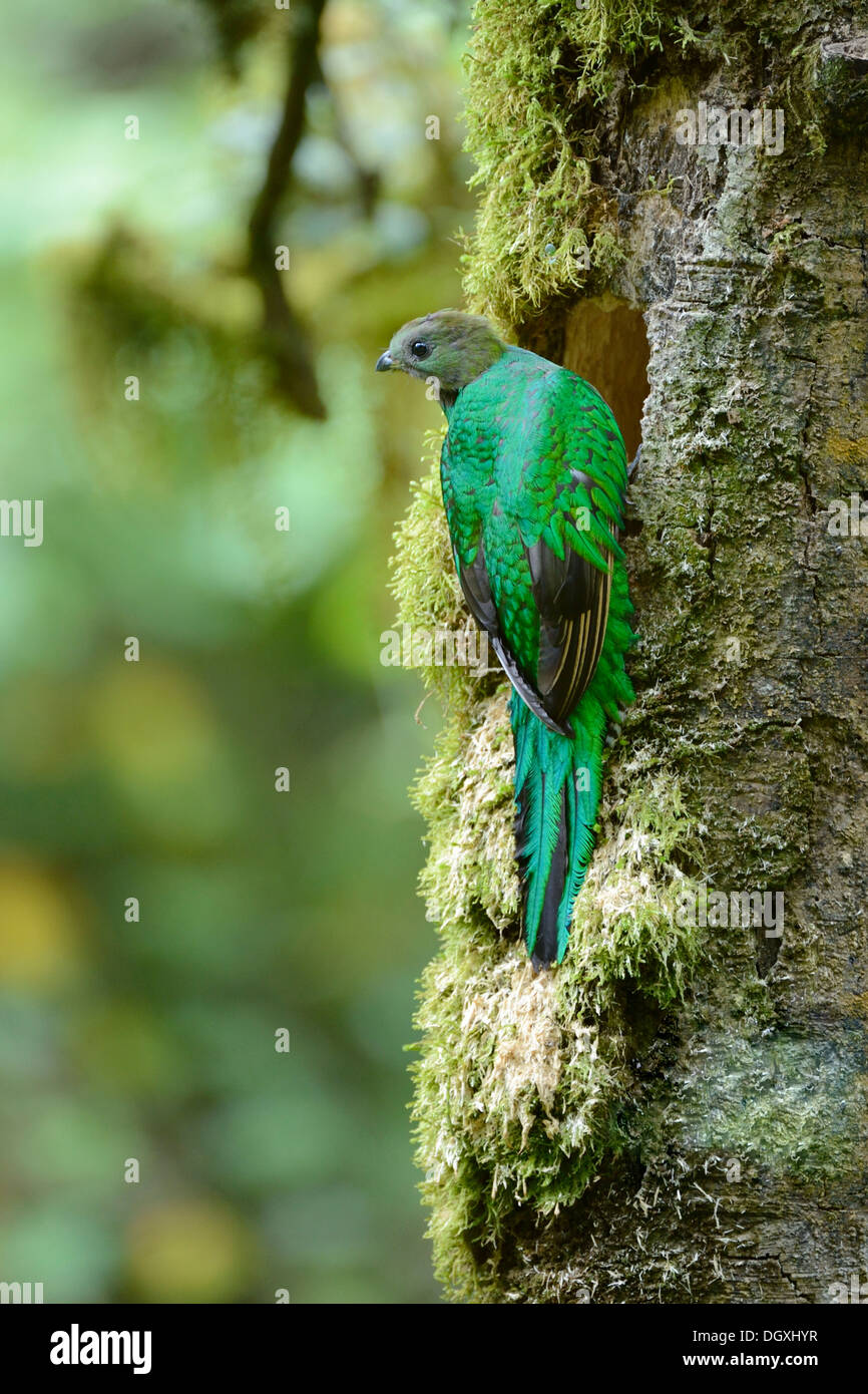 Risplendente quetzal (Pharomachrus mocinno), femmina, appollaiato su un ramo, San Gerardo de Dota, Costa Rica, America Centrale Foto Stock