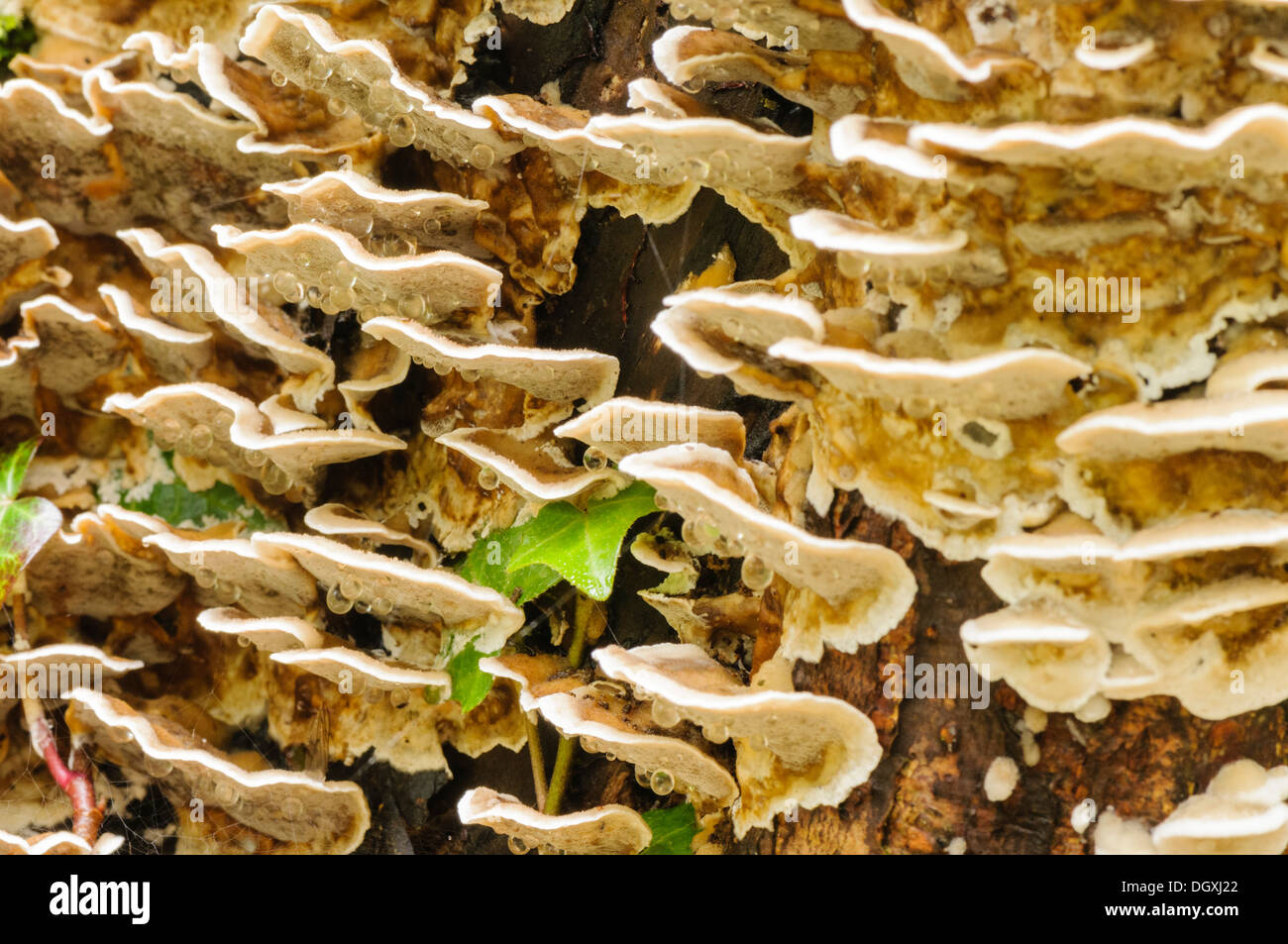 Tremore merulius (Merulius tremellosus, Phlebia tremellosa), una staffa gelatinoso fungo trovato su legno marcescente Foto Stock