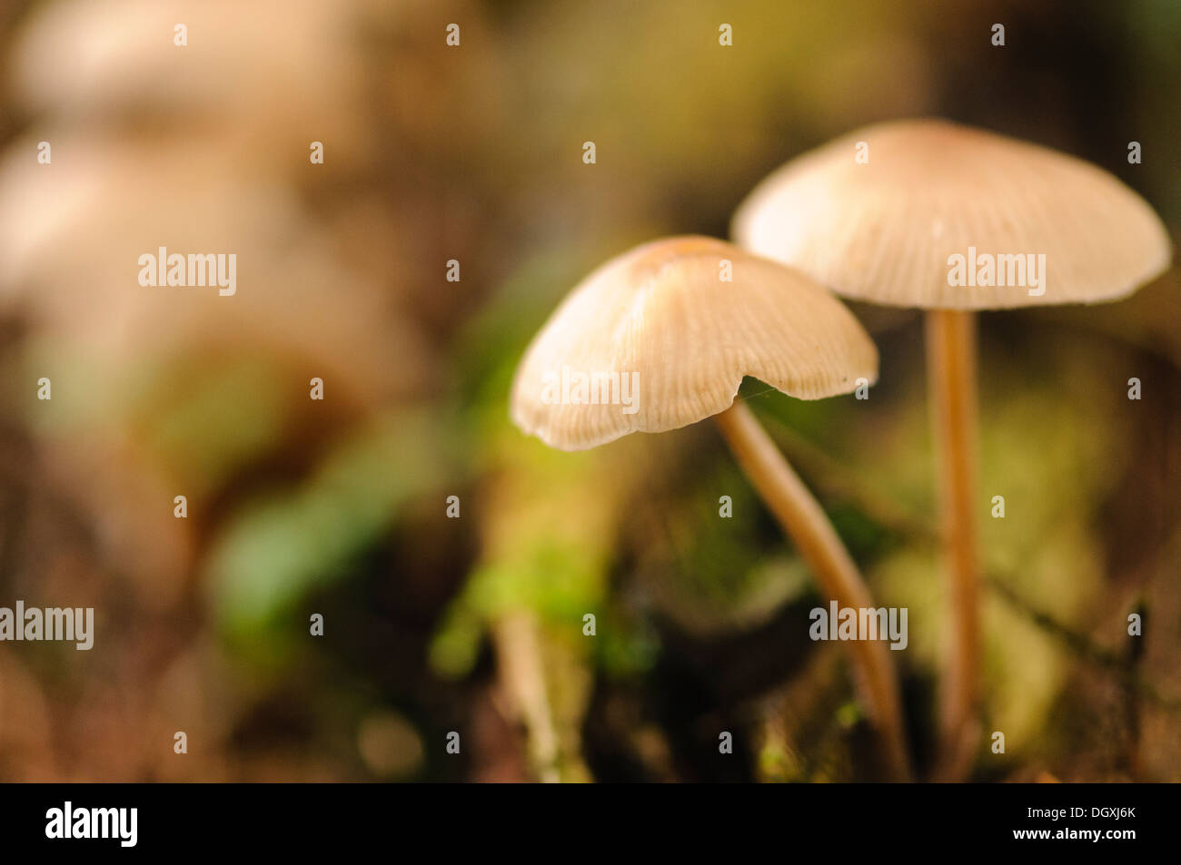 I funghi selvatici in una foresta Foto Stock