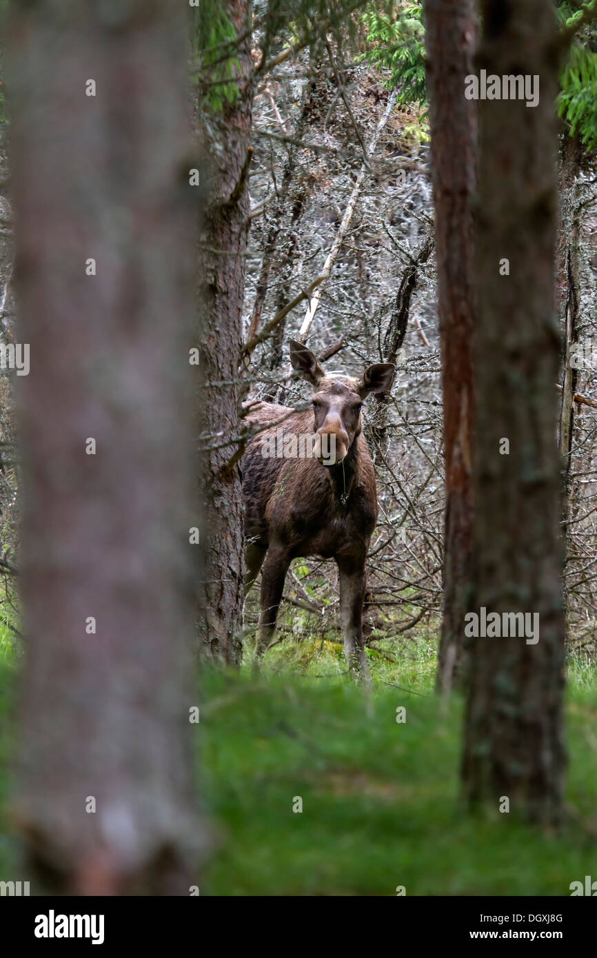 Mucca alci nella foresta, Svezia, Europa / Alces alces Foto Stock
