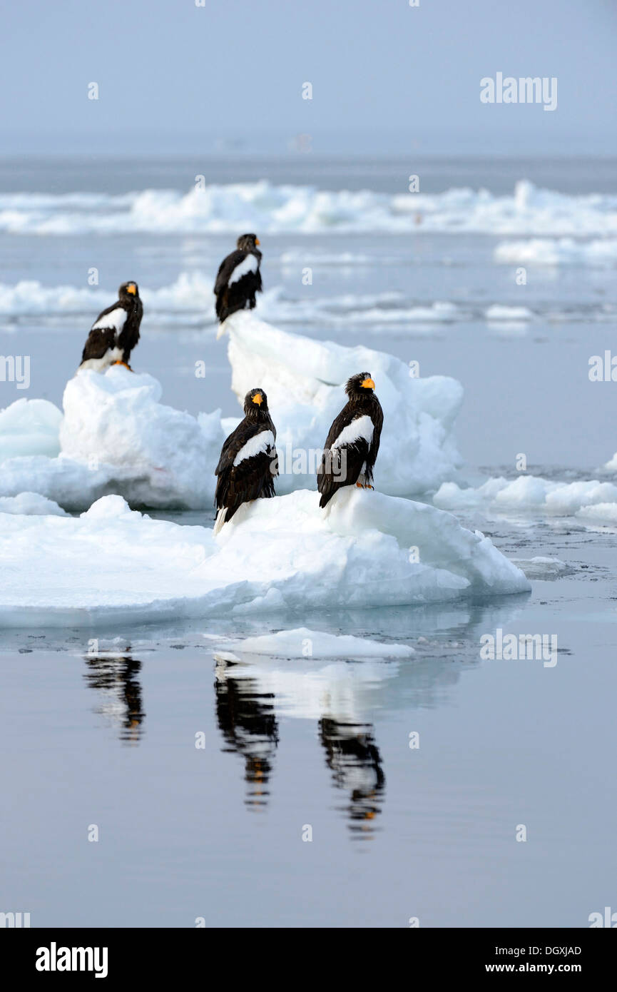 Gruppo di Steller di aquile di mare (Haliaeetus pelagicus) arroccato su ghiaccio galleggiante, Rausu, Menashi, Hokkaido, Giappone Foto Stock