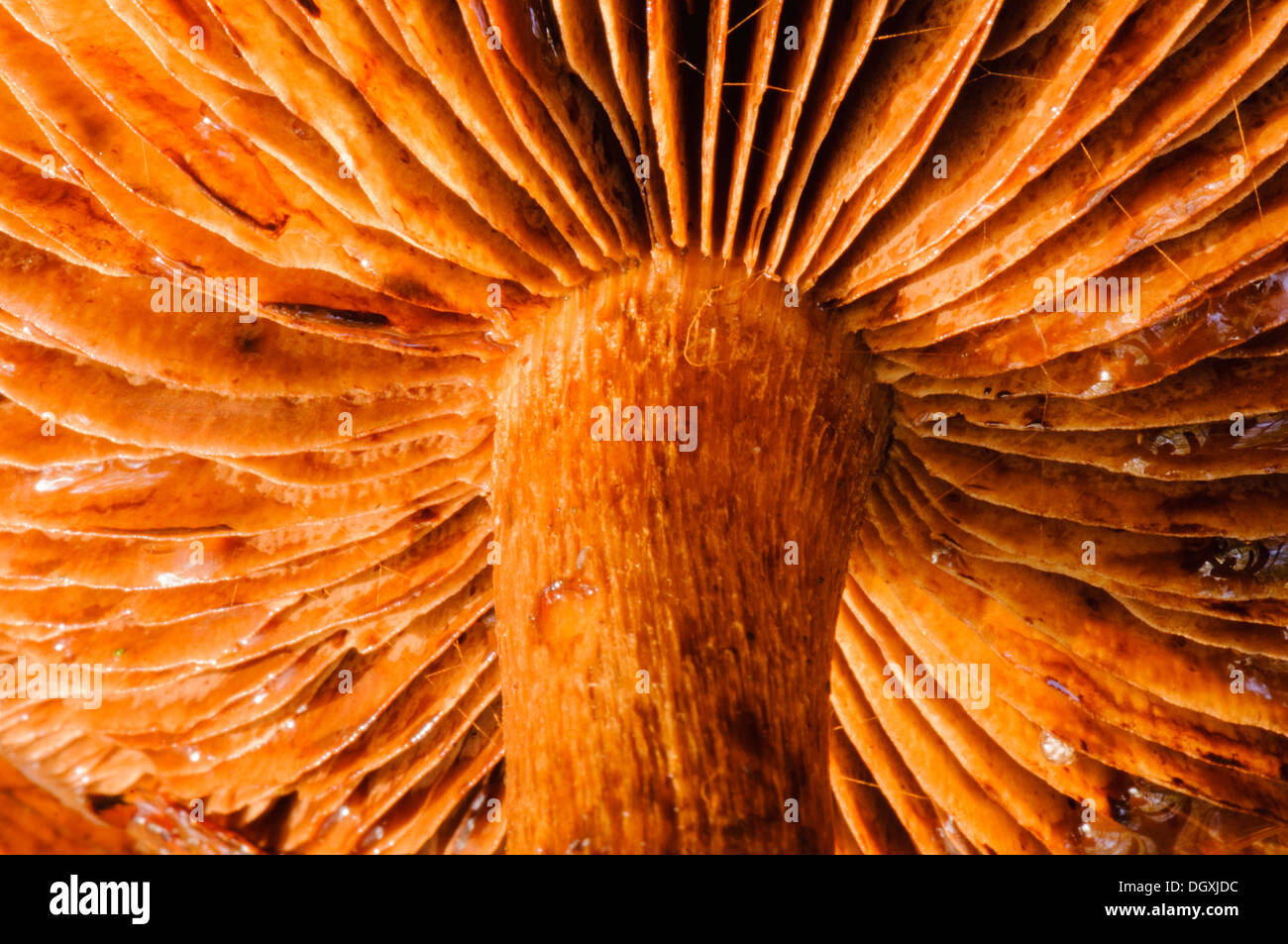 Le vene al di sotto di funghi selvatici Foto Stock