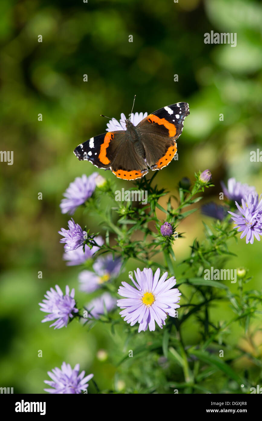 Red admiral (Vanessa Atalanta) - REGNO UNITO Foto Stock