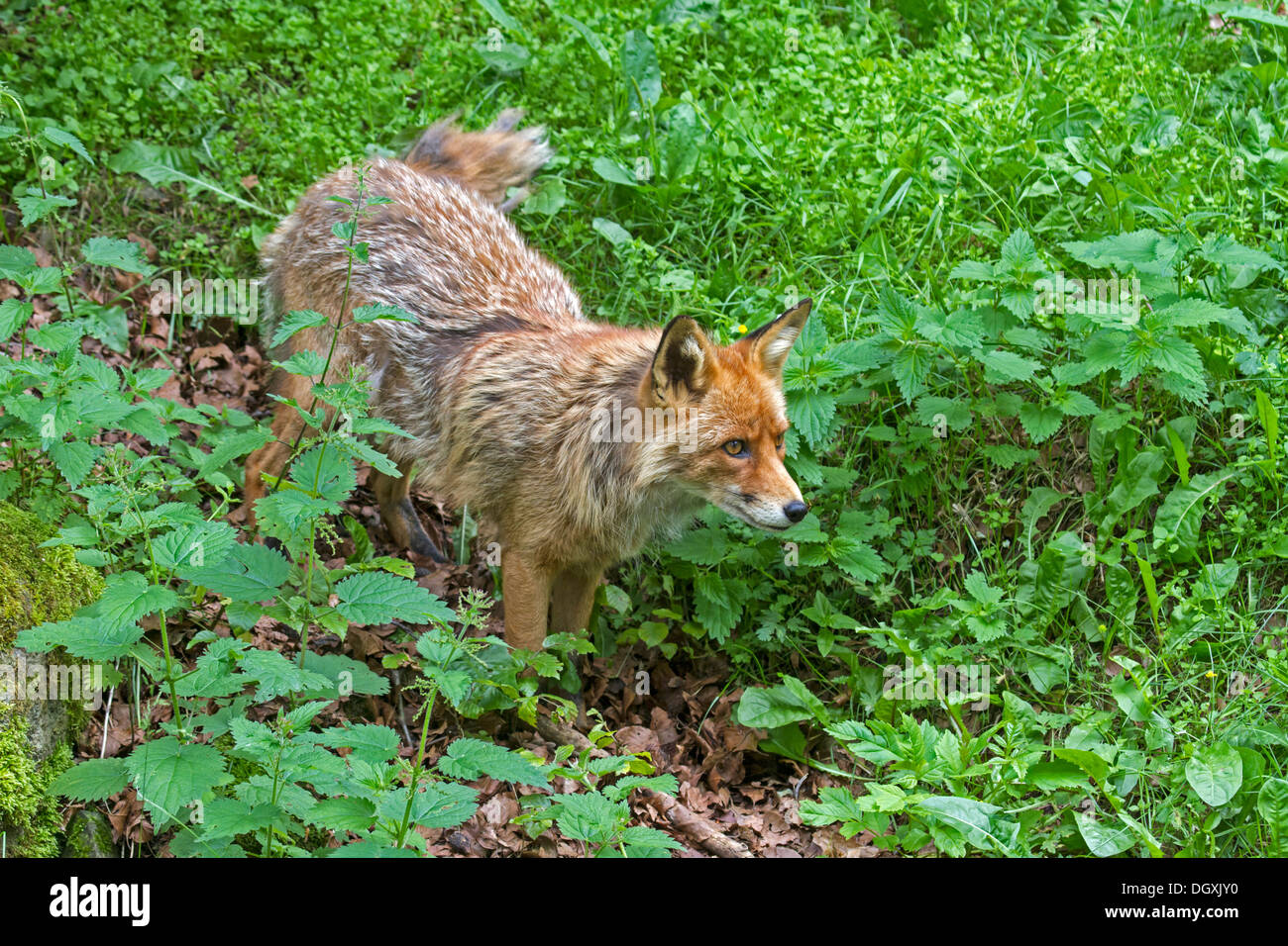 Red Fox (Vulpes vulpes vulpes) Foto Stock