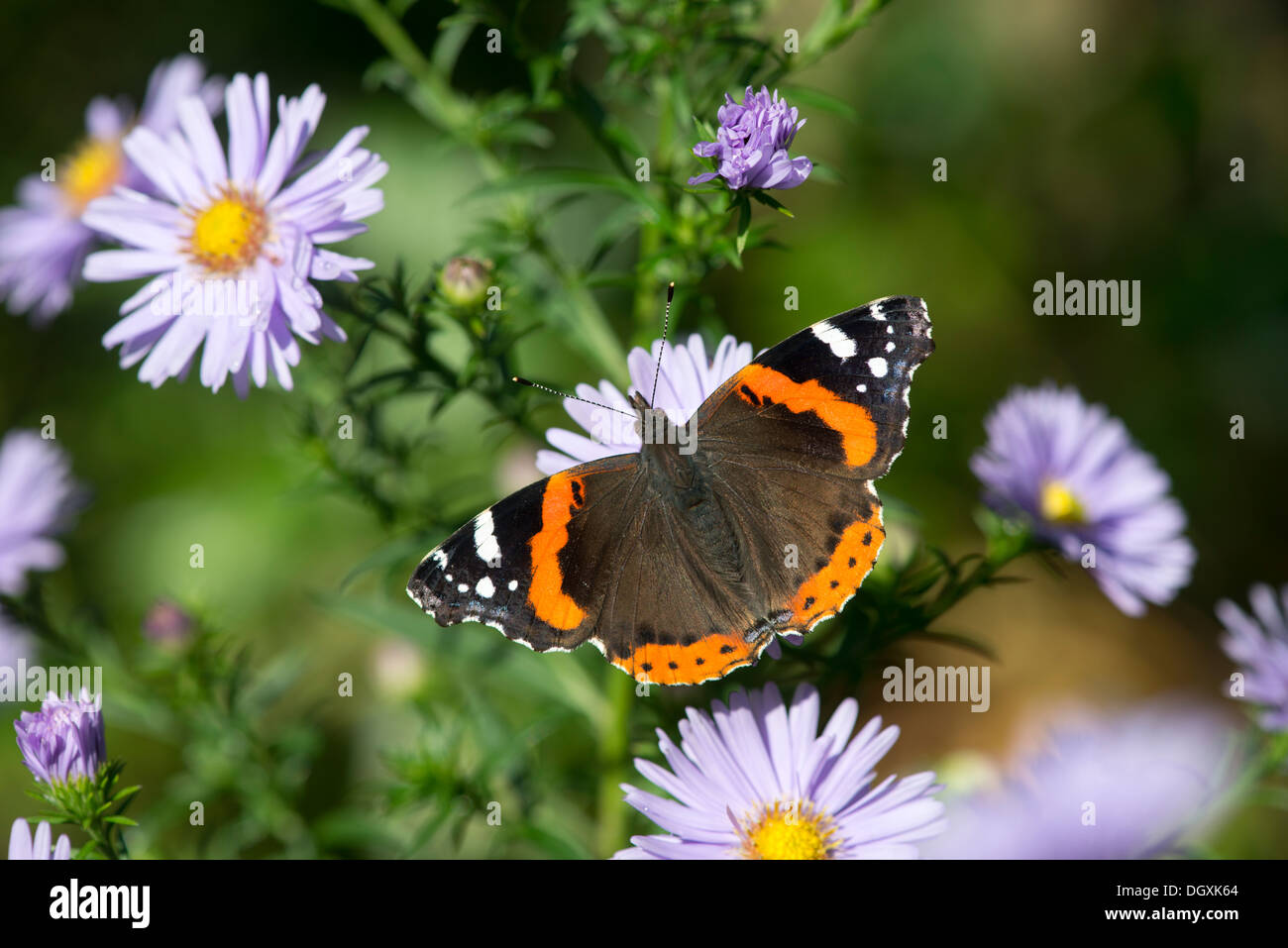 Red admiral (Vanessa Atalanta) - REGNO UNITO Foto Stock