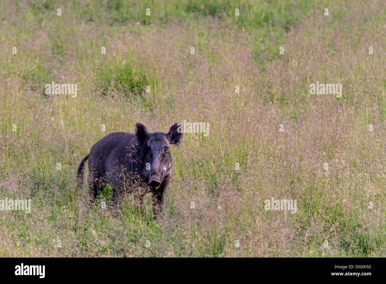 Cinghiale in un prato / Sus scrofa Foto Stock Cinghiale in un prato / Sus scrofa Foto Stock