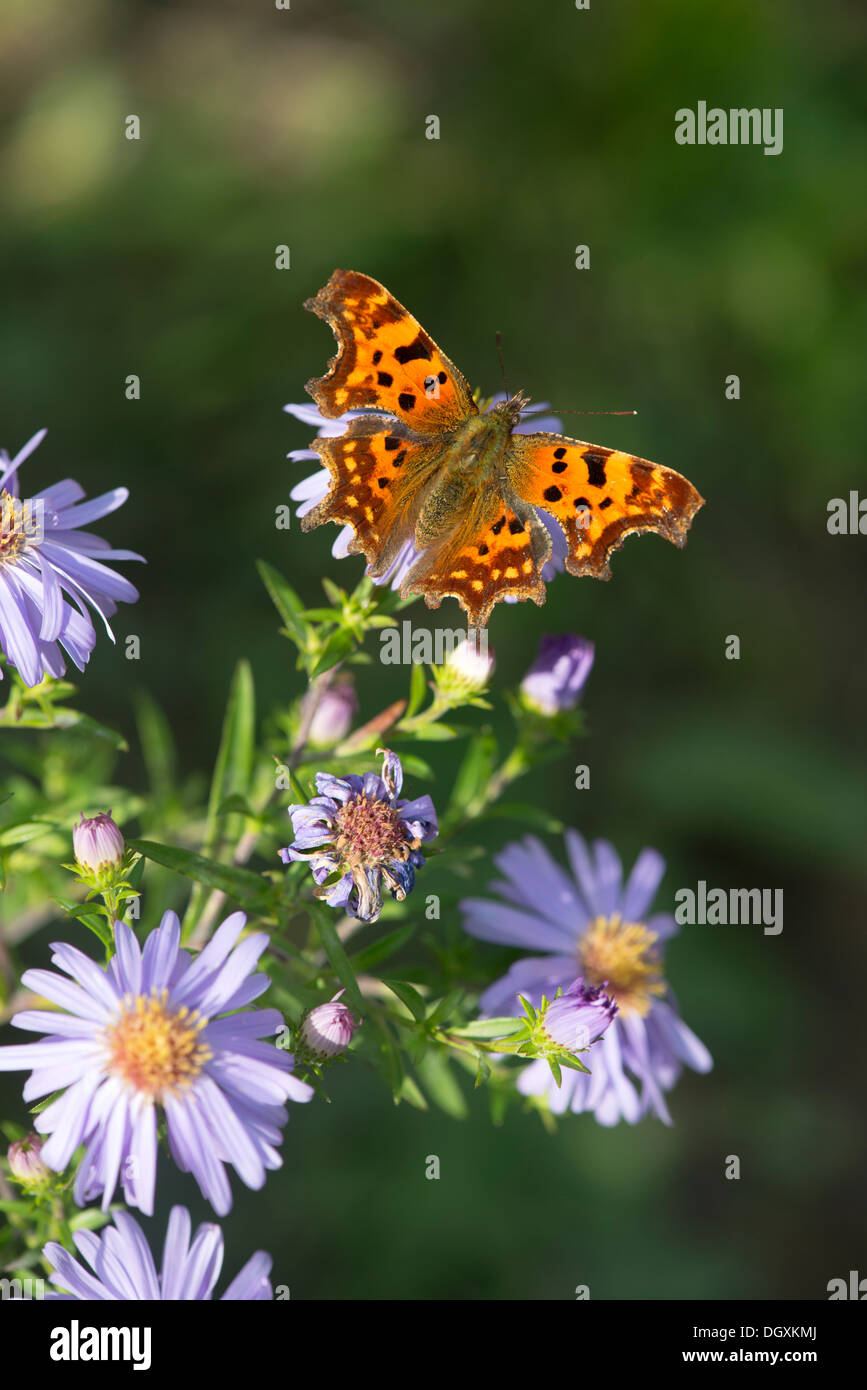 Virgola butterfly (Polygonia c-album) REGNO UNITO Foto Stock