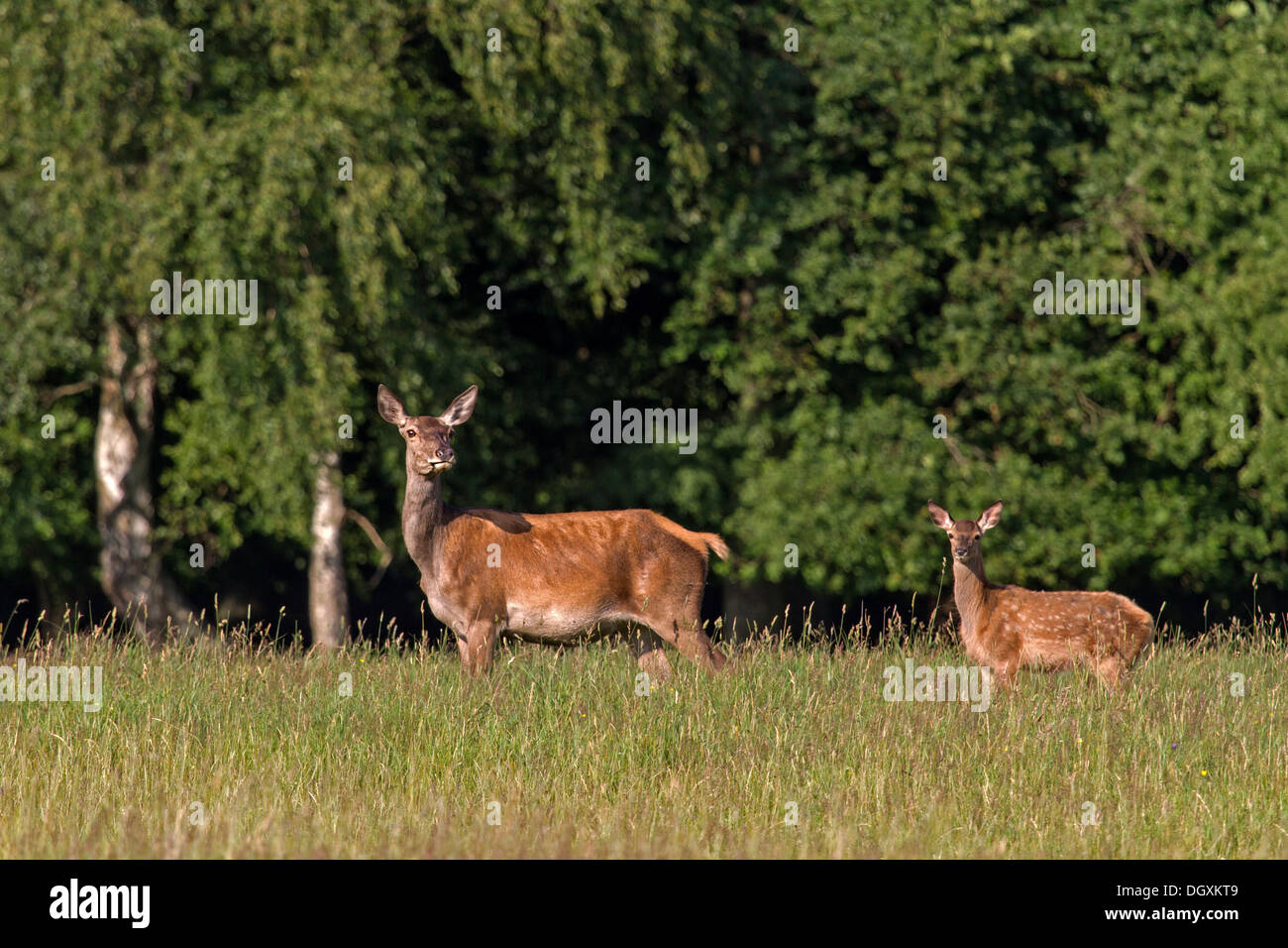 Red Deer con animale giovane / Cervus elaphus Foto Stock