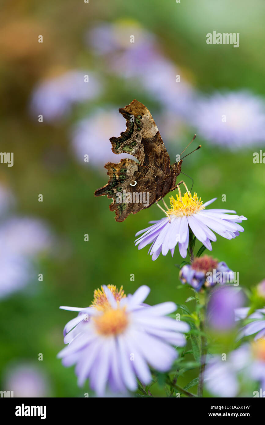 Virgola butterfly (Polygonia c-album) REGNO UNITO Foto Stock
