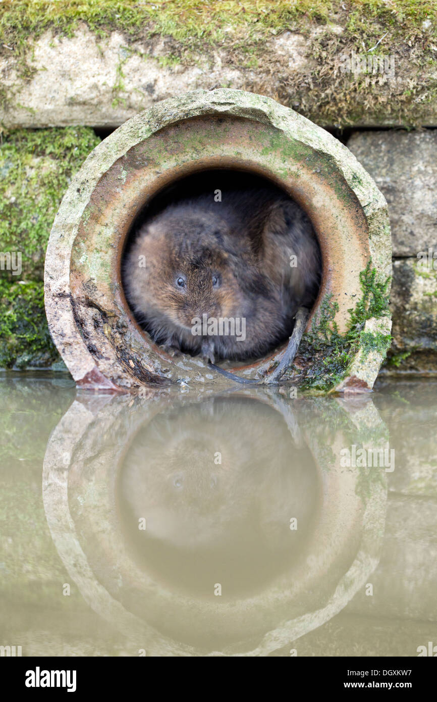 Acqua Vole; Arvicola terrestris; nel tubo; Regno Unito Foto Stock