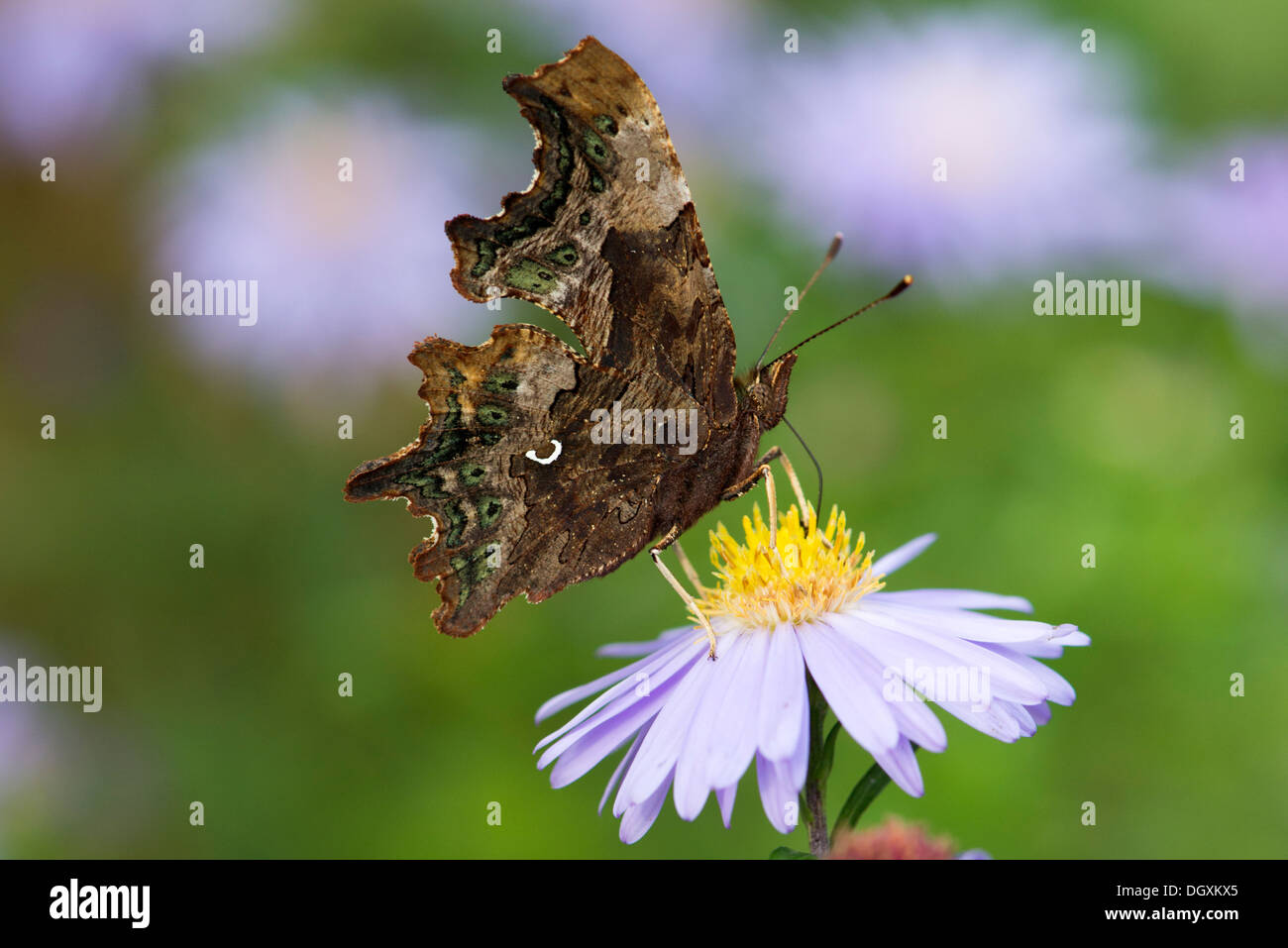 Virgola butterfly (Polygonia c-album) REGNO UNITO Foto Stock