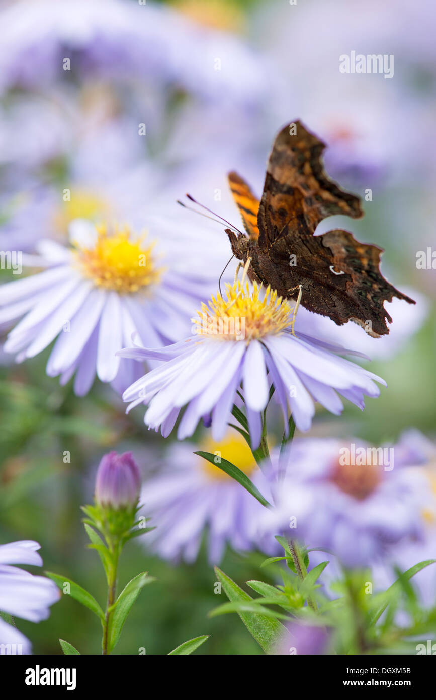 Virgola butterfly (Polygonia c-album) REGNO UNITO Foto Stock