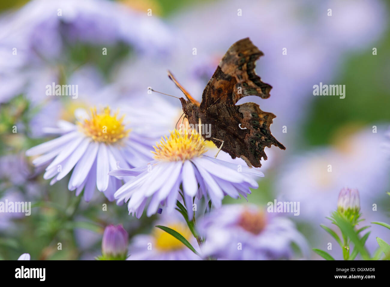 Virgola butterfly (Polygonia c-album) REGNO UNITO Foto Stock