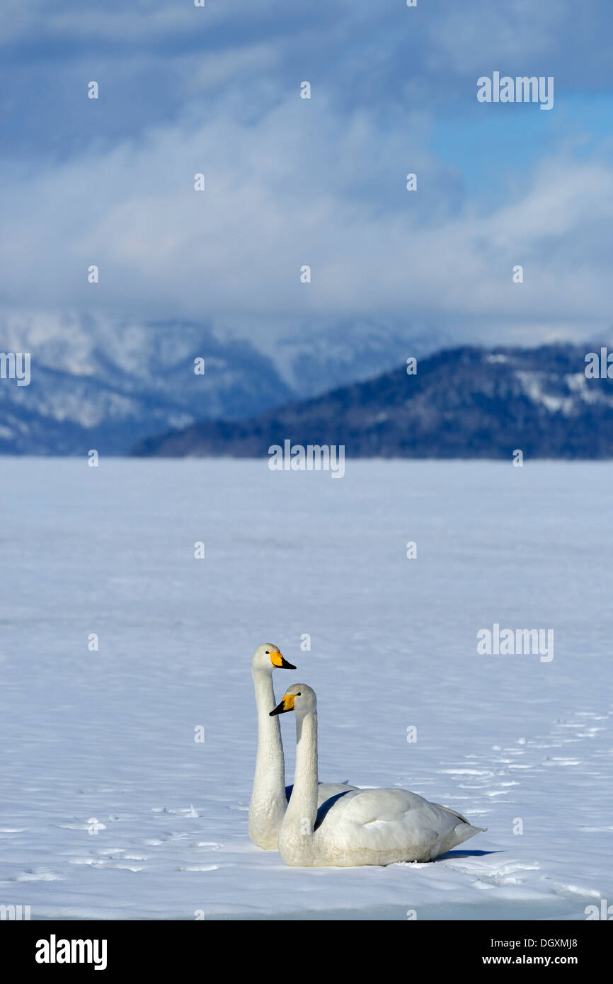 Una coppia di cigni whooper (Cygnus Cygnus), appollaiato su un lago ghiacciato, Lago di Kussharo, Kawayu Onsen, Hokkaido, Giappone Foto Stock