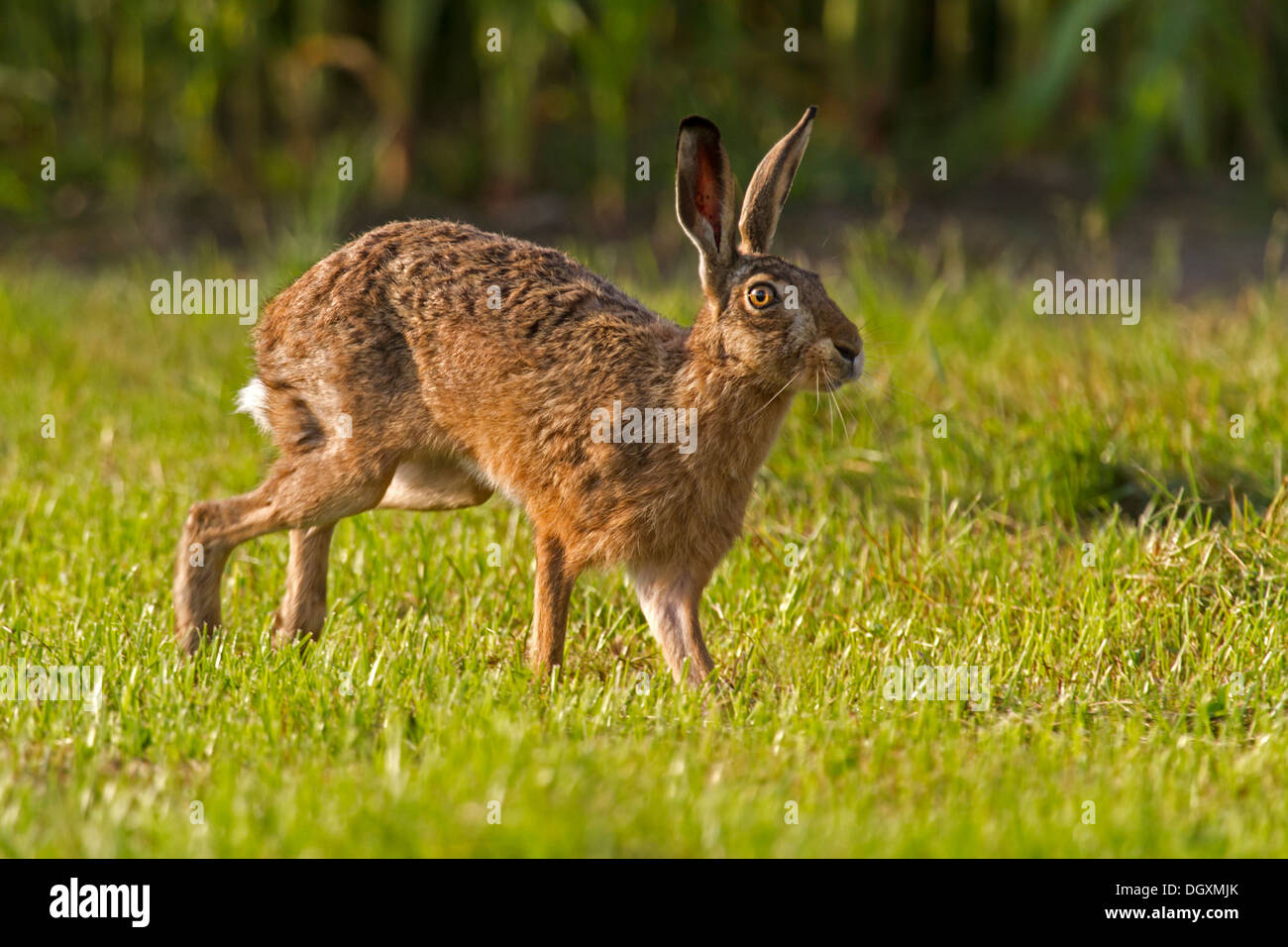 Unione lepre (Lepus europaeus) Foto Stock