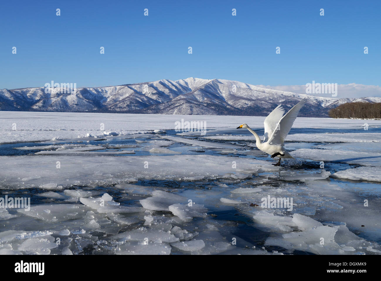 Whooper Swan (Cygnus Cygnus), tenendo fuori da un lago ghiacciato, Lago di Kussharo, Kawayu Onsen, Hokkaido, Giappone Foto Stock