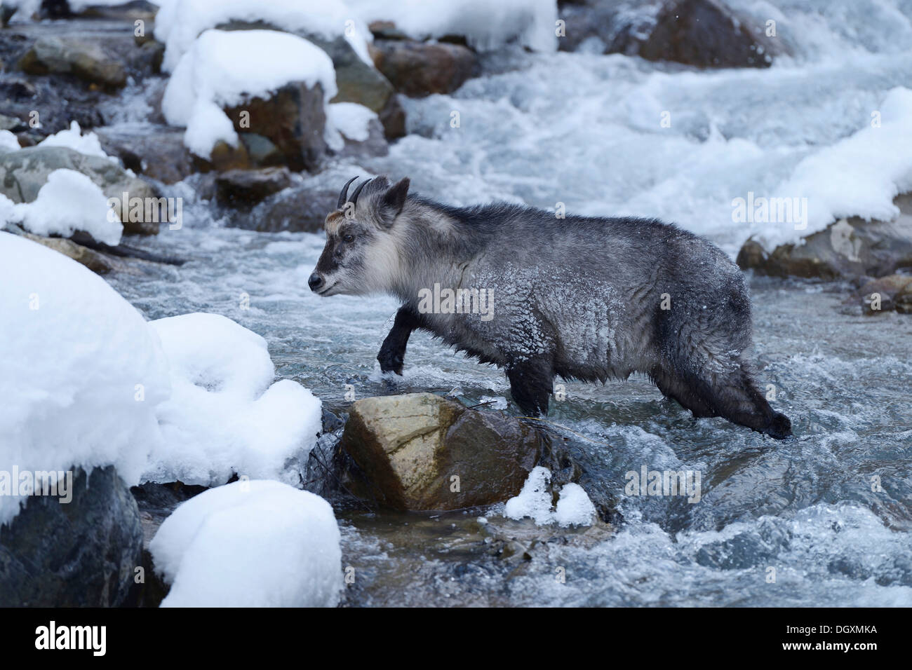 Giapponese serow capra-antilope (Capricornis crispus, Naemorhedus Capricornis crispus), attraversando un flusso, Jigokudani Foto Stock