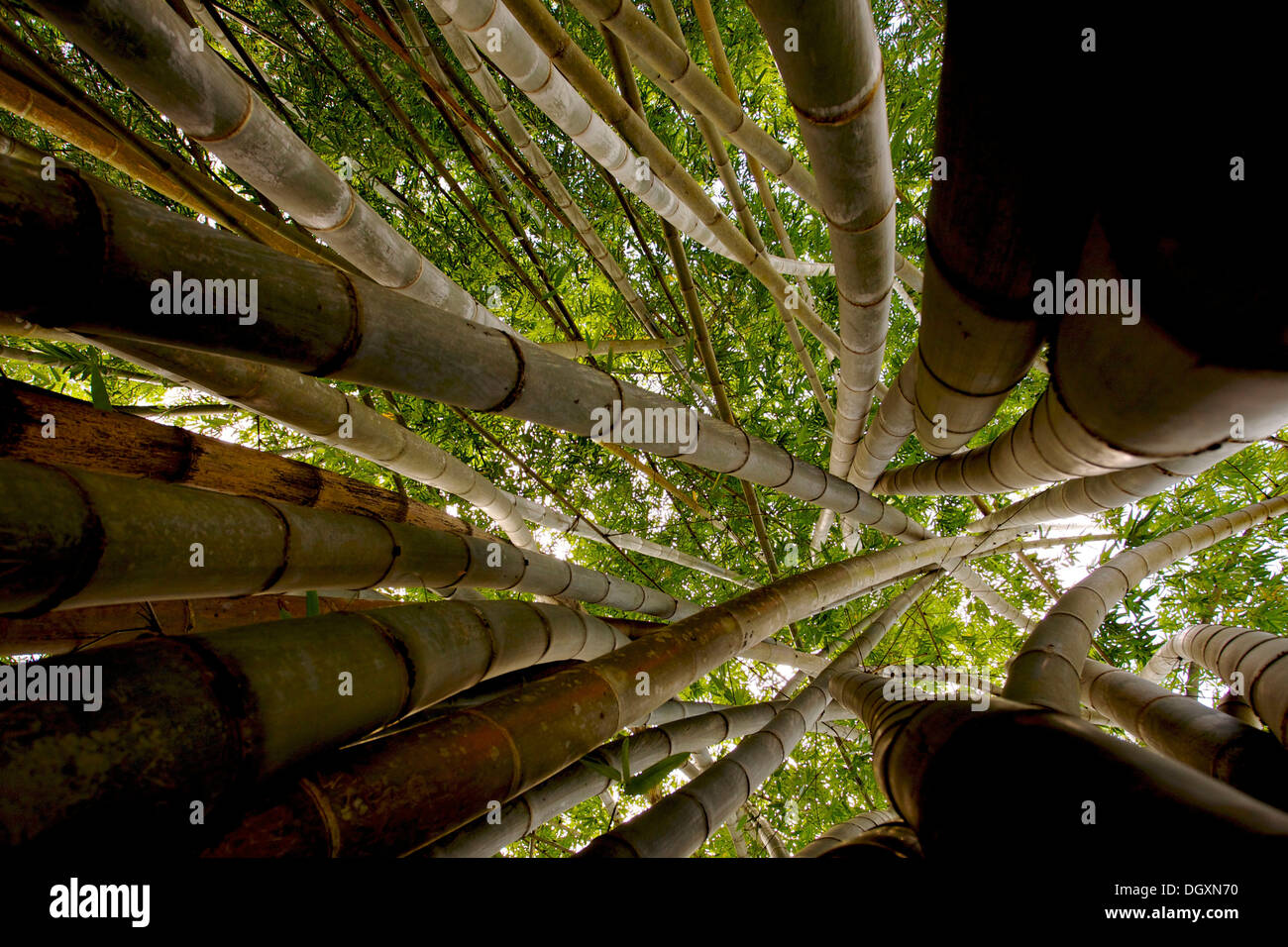 Gli stocchi di bambù o di foresta (Bambuseae) con canneto, Yala National Park, Sri Lanka, Asia Foto Stock