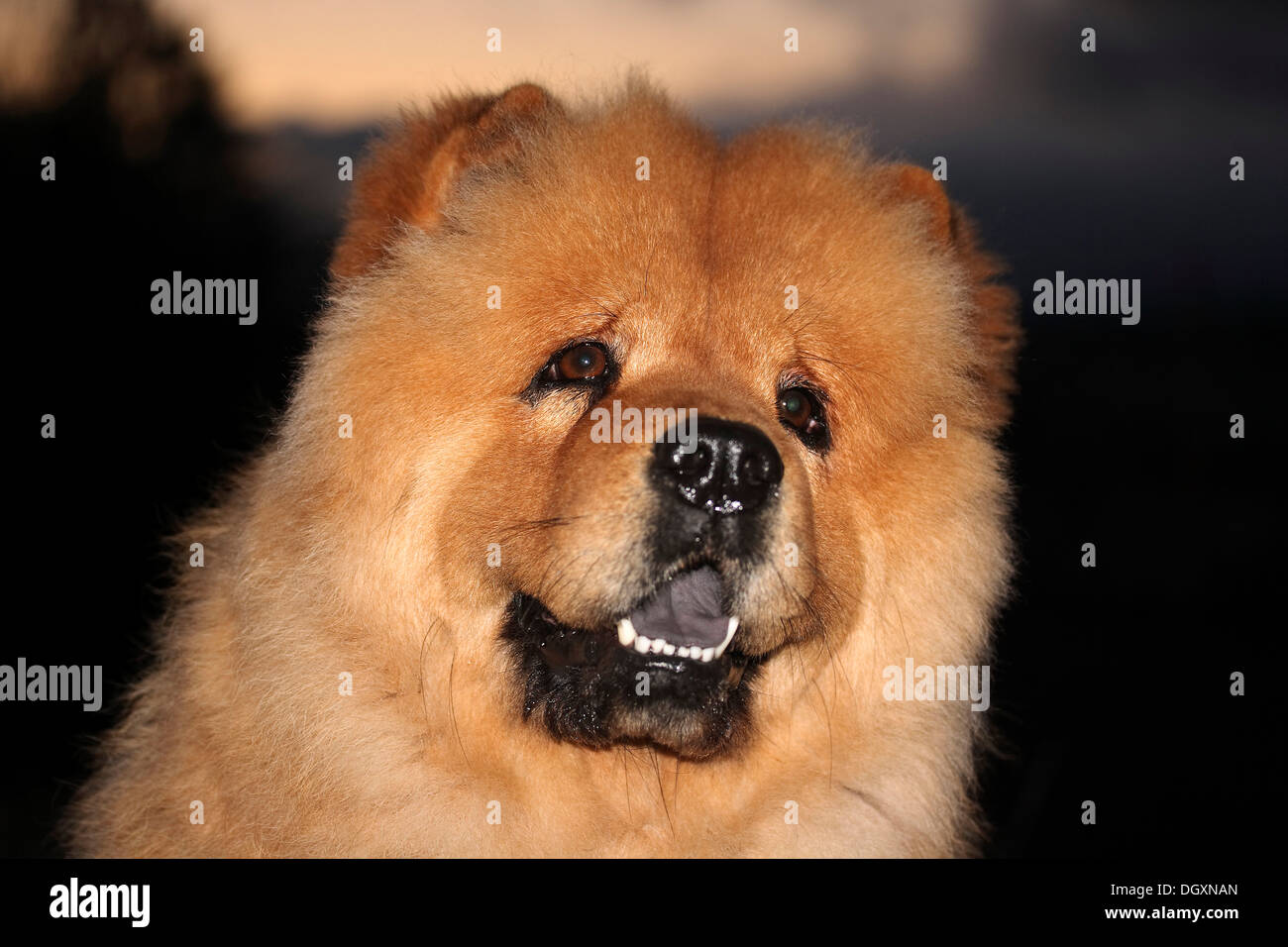 Chow Chow cane, 3 anni, il cane di razza dalla Cina Foto Stock