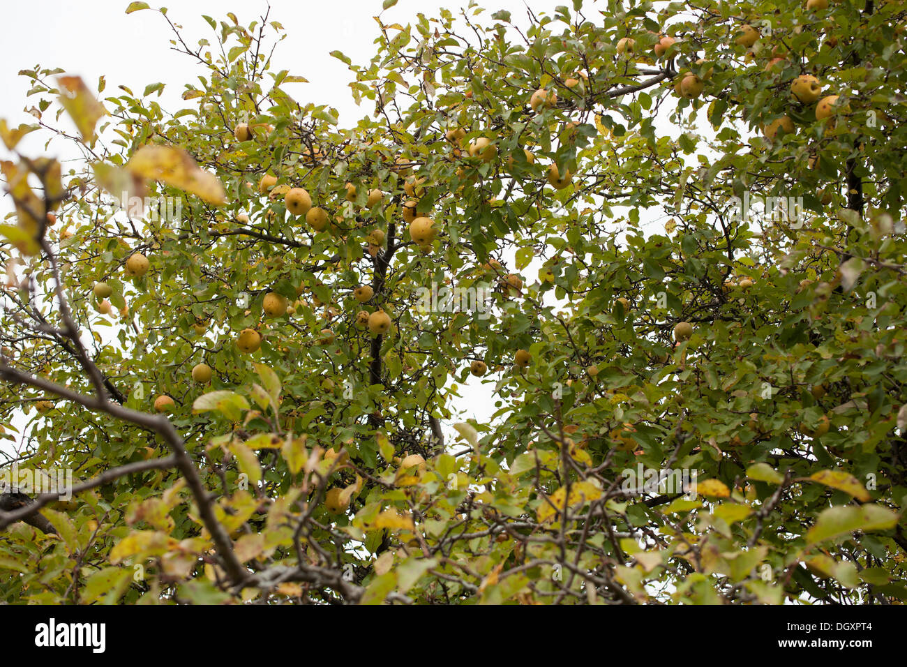 Il vecchio albero di mele da abbandonato Orchard Foto Stock