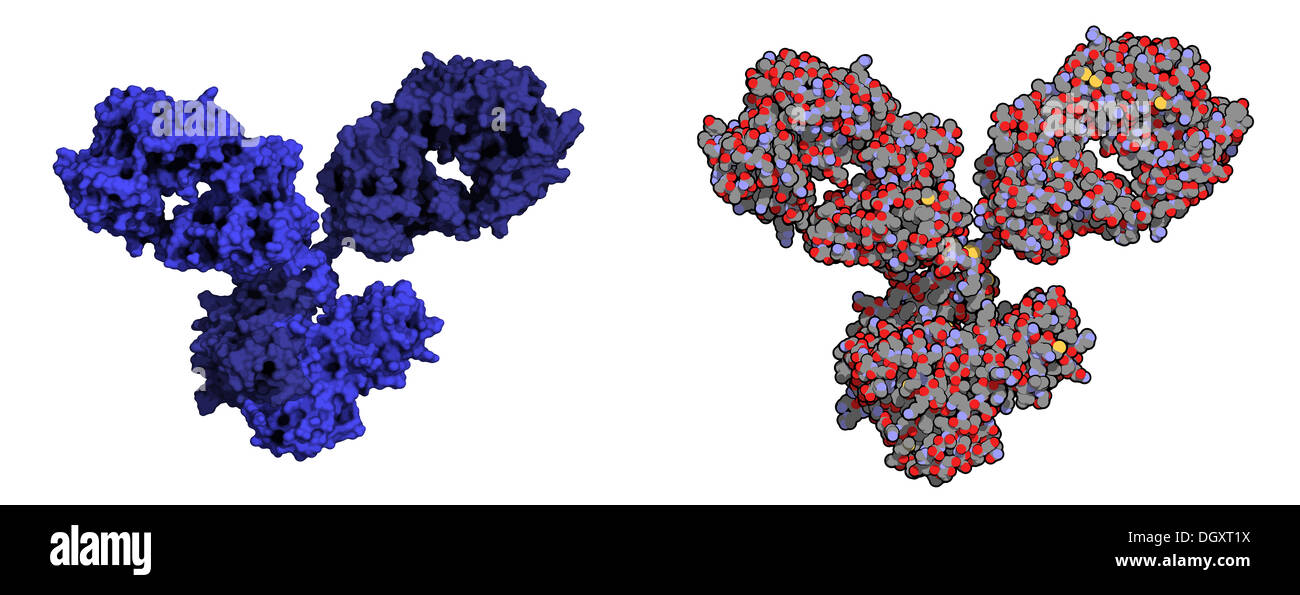 La IgG1 anticorpo monoclonale immunoglobulina (). Svolgere il ruolo essenziale di immunità contro i batteri e i virus. Foto Stock