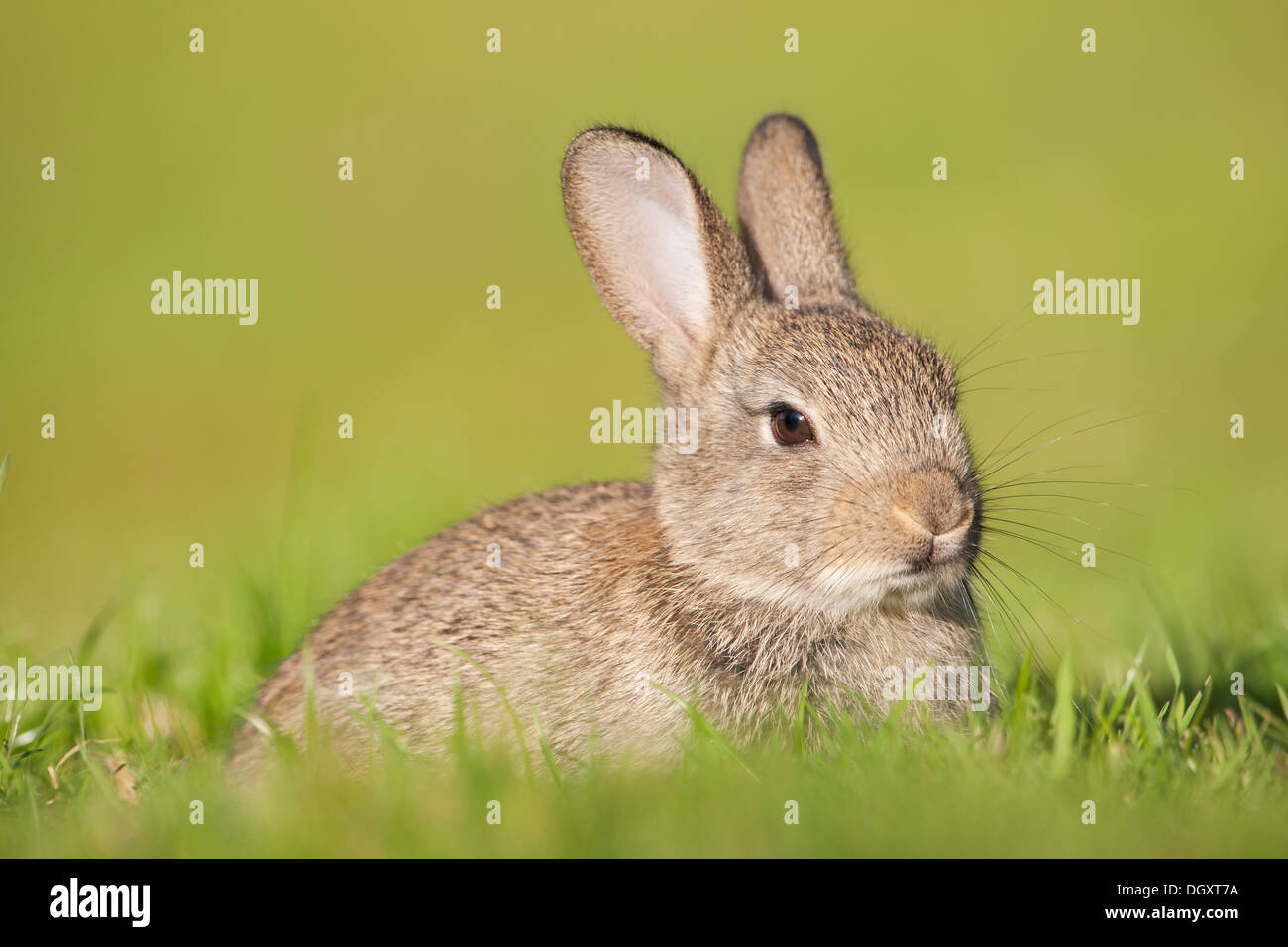 Giovani, Baby coniglio (oryctolagus cuniculus) sat nella prateria impostazione. Yorkshire Dales, North Yorkshire, Inghilterra, Regno Unito. Foto Stock