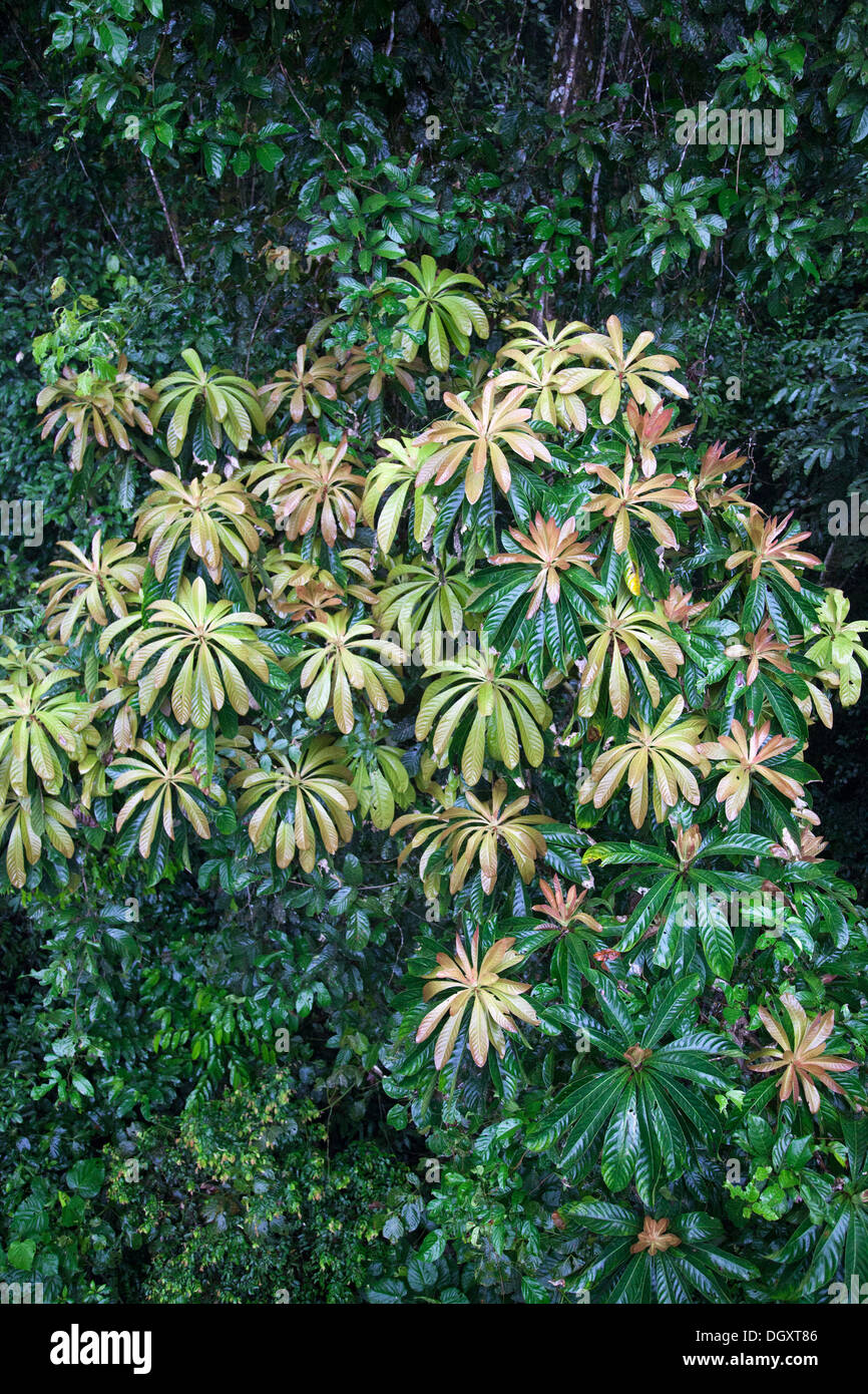 Albero di Barringtonia in indisturbata foresta pluviale tropicale di pianura, sud-est asiatico Foto Stock