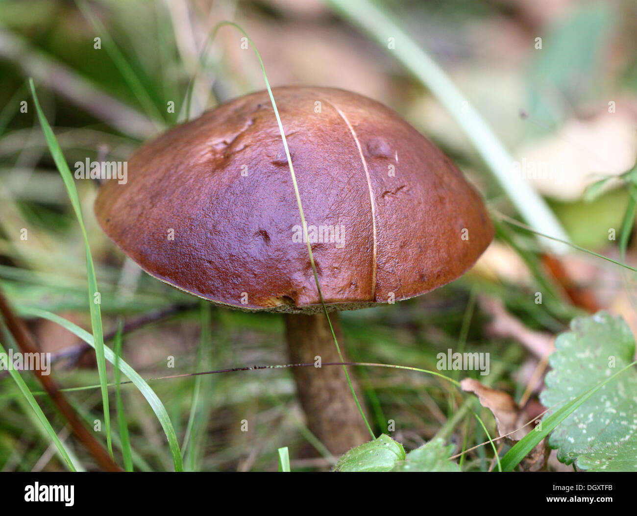 Tappo marrone fungo porcino nella foresta Foto Stock