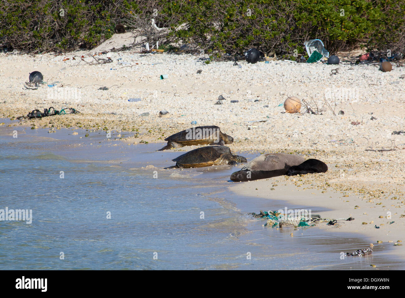 Le foche monache hawaiane (Neomonachus schauinslandi) e le tartarughe marine (Chelonia mydas) si crogiolano su una spiaggia dell'isola del Pacifico settentrionale con detriti marini Foto Stock