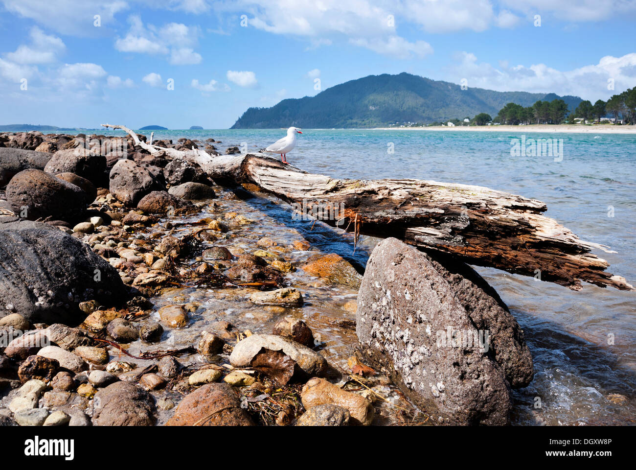 Il resort costiero di Tairua, Penisola di Coromandel, Nuova Zelanda. Foto Stock