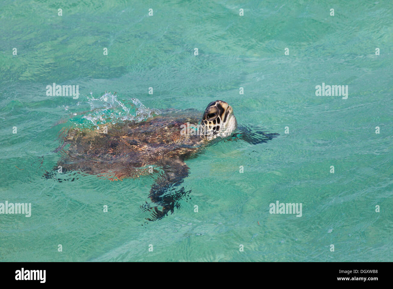Tartaruga marina Hawaiiana (Chelonia mydas) che si affaccia per respirare l'Oceano Pacifico, il Papafanaumokuakea Marine National Monument Foto Stock