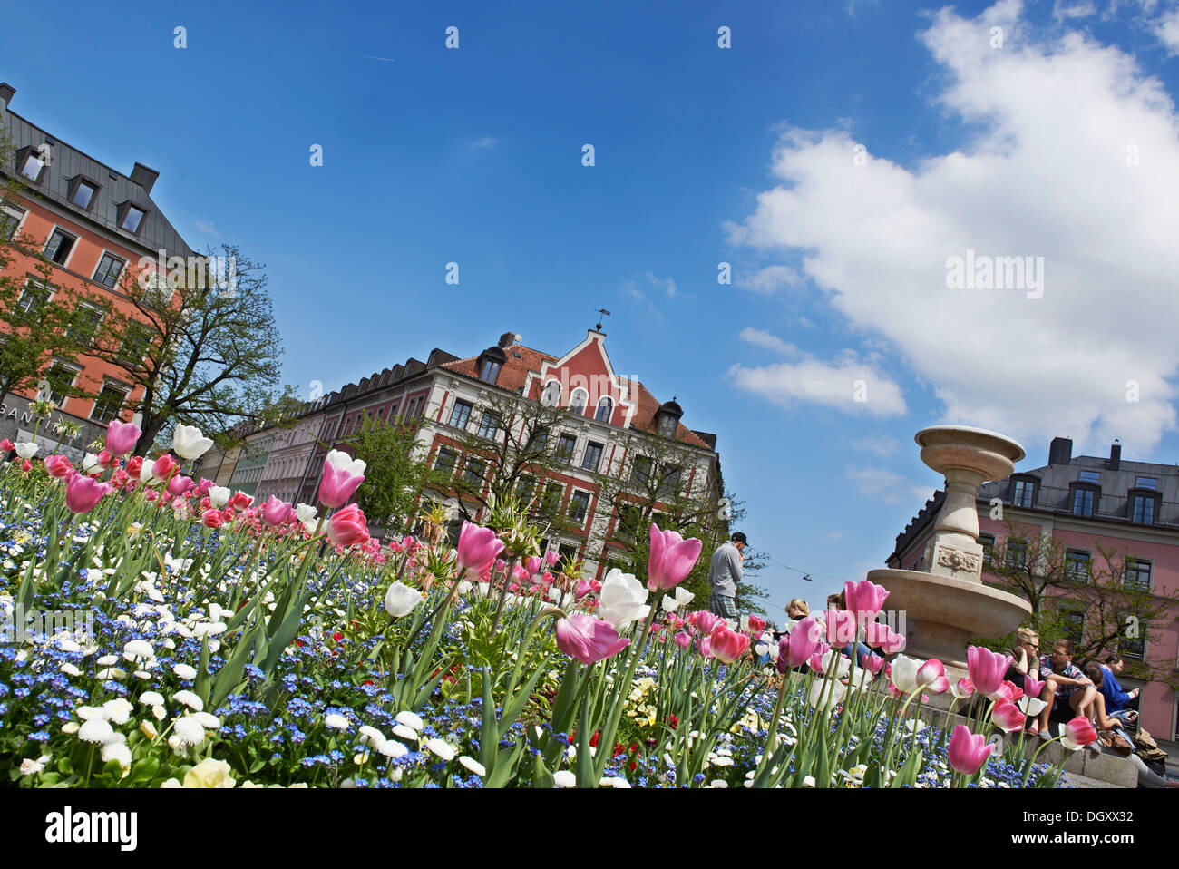 Fioritura di tulipani nel centrale aiuola circolare su Gaertnerplatz Square, City Center Monaco di Baviera, Baviera, Baviera, Germania Foto Stock